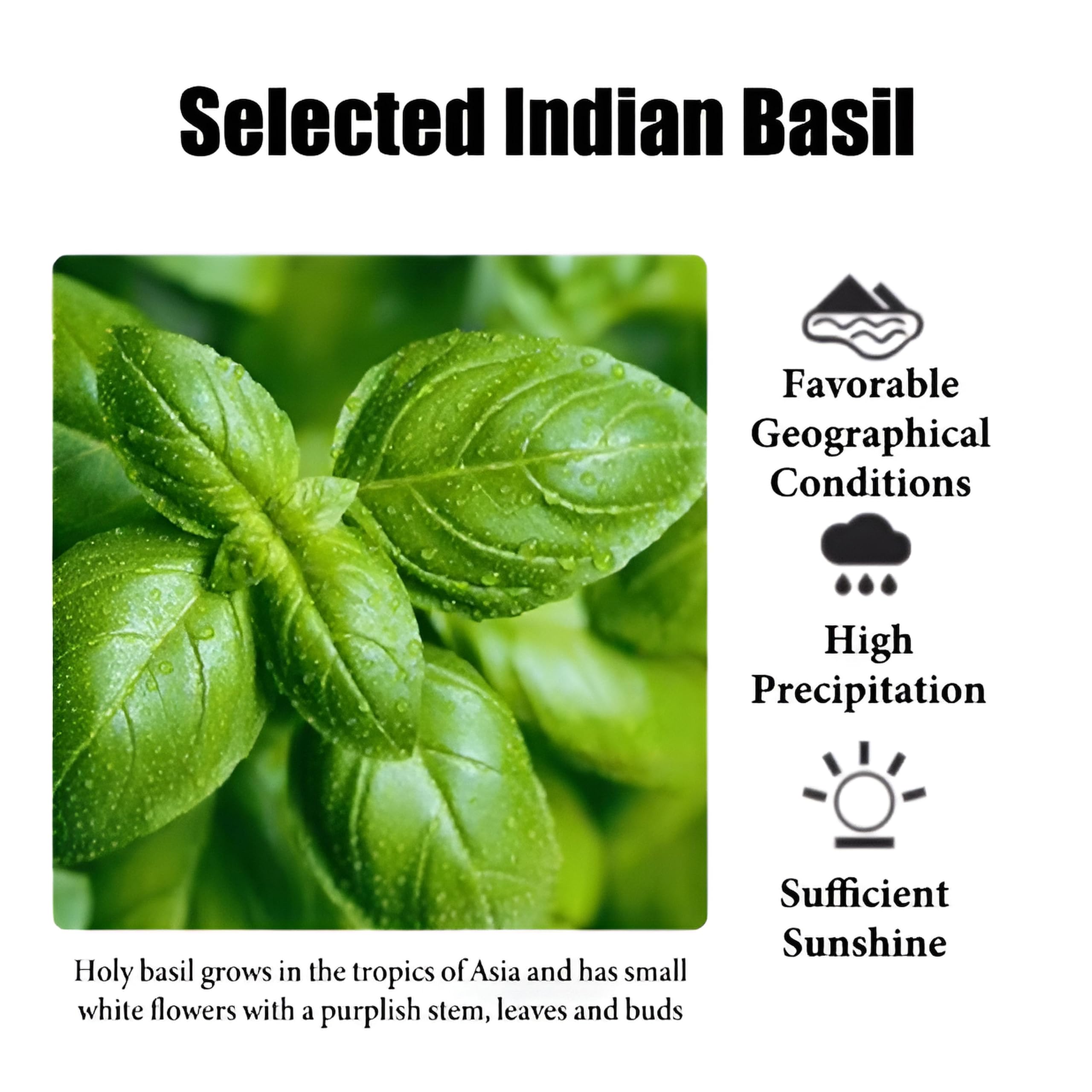 100% reines ätherisches Basilikumöl für Aromatherapie, Diffusoren, Haut- und Haarpflege, Kerzen- und Seifenherstellung, hochwertiges Bio-Basilikumöl, natürliches Duftöl zur Entspannung(500ml)