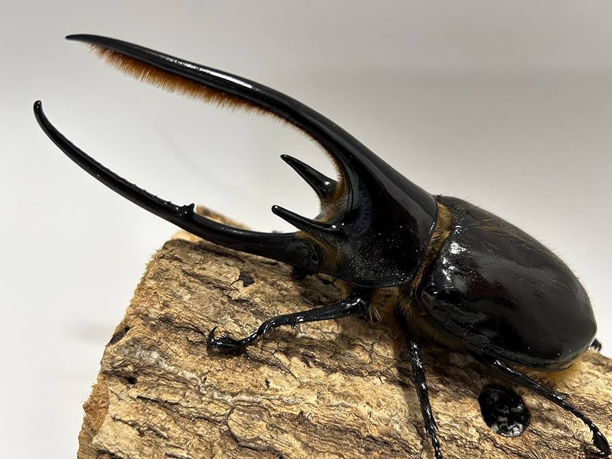 ヘラクレスオオカブト ペア 2020.12