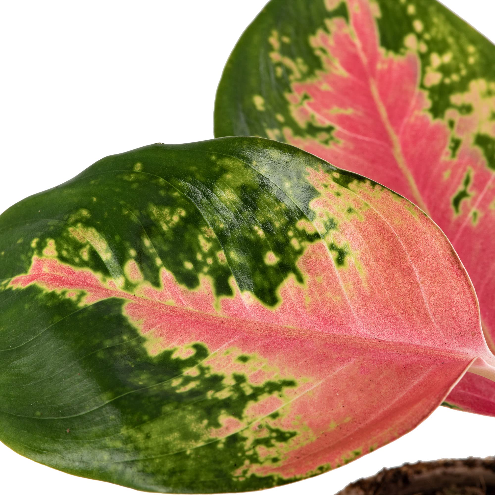 Aglaonema Red Zirkon Rare Plante d'Intérieur Dragon Feuillage Exotique Rose Vibrant