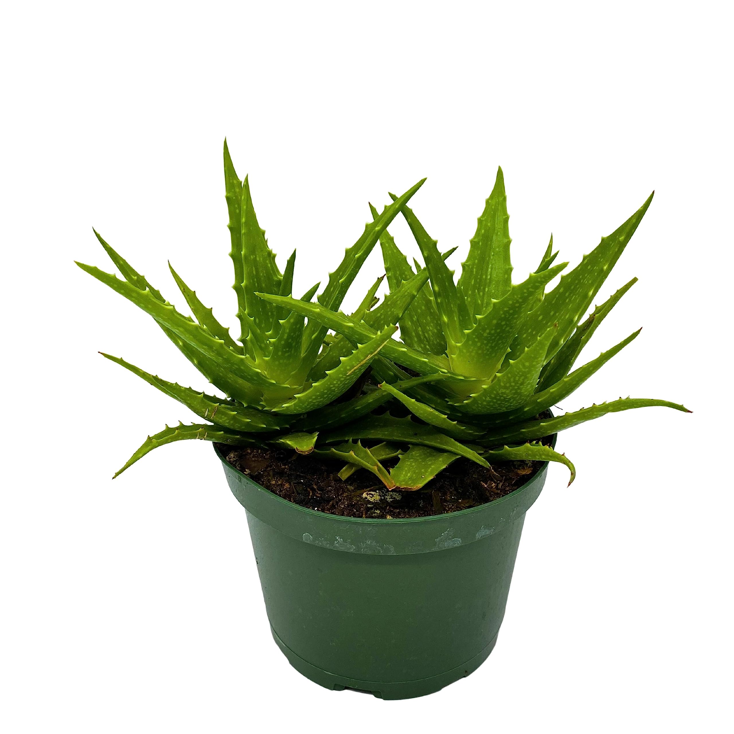 Amazon.com : BubbleBlooms Tiger Tooth Aloe, Aloe Juvenna in 6 inch Pot :  Patio, Lawn & Garden