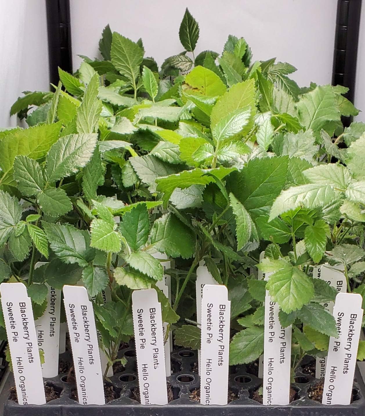 BlackBerry Plants Sweetie-Pie Price Includes Four (4) Plants