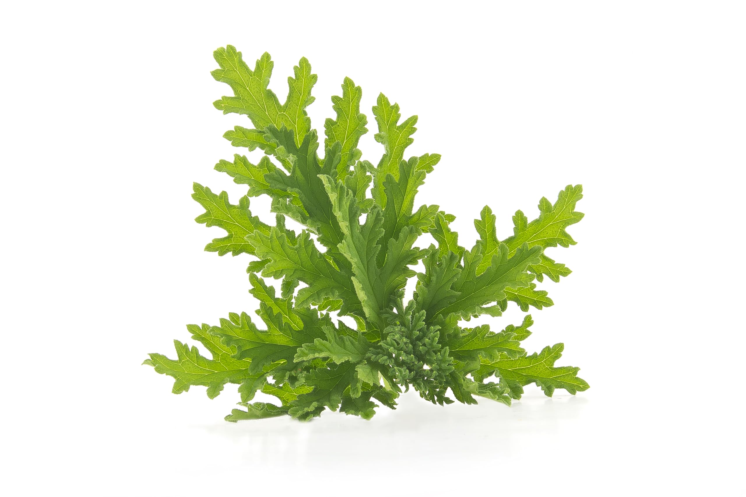 Verdecora Pack 6 Geranios Antimosquitos - Citronella Plantas naturales en maceta de Ø15cm (altura total aproximada 20cm)