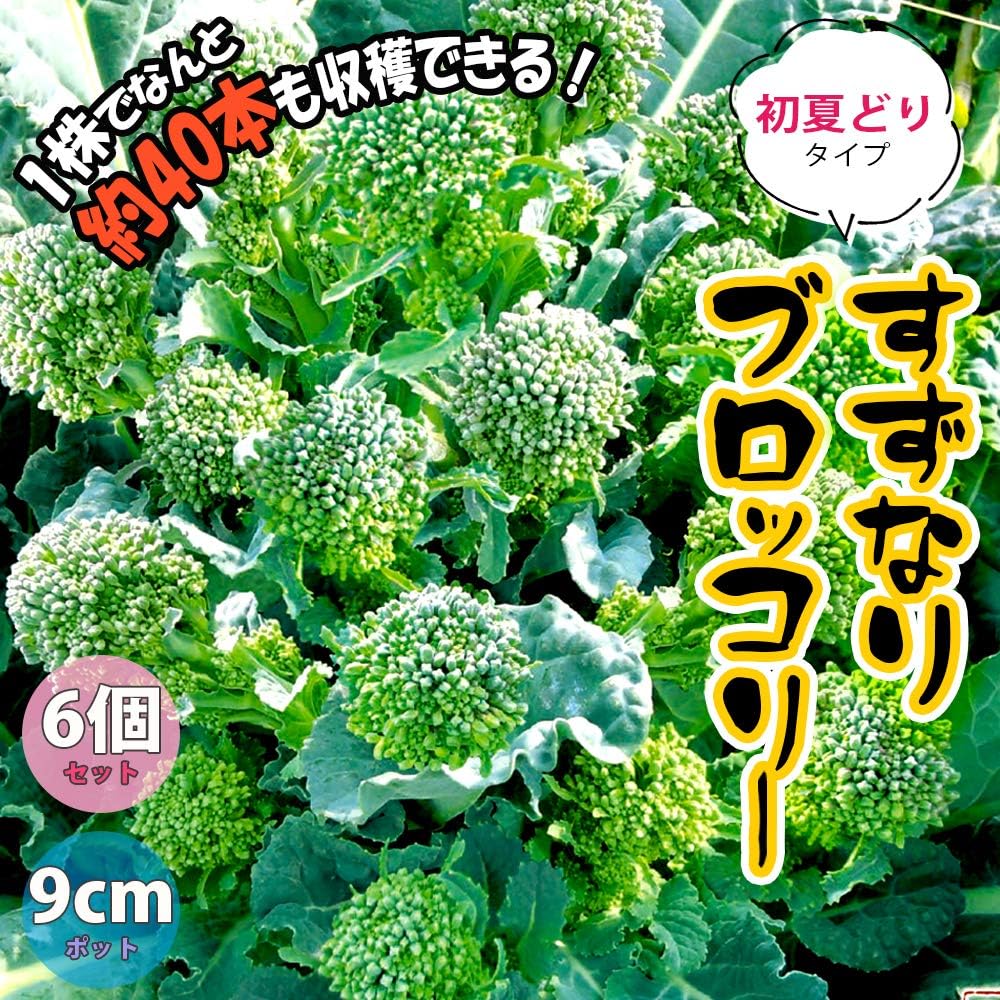 Amazon Co Jp すずなりブロッコリー苗 野菜苗 9cmポット 6個セット 1株で約40本以上 長期間収穫可能な多収穫茎ブロッコリー Diy 工具 ガーデン