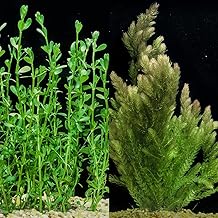 Bacopa Monnieri and Hornwort Aquarium Plant Bundle- Live Freshwater Plant for Aquascaping, Low Maintenance, Easy Beginner-Friendly Decor for Fish Tank Decoration