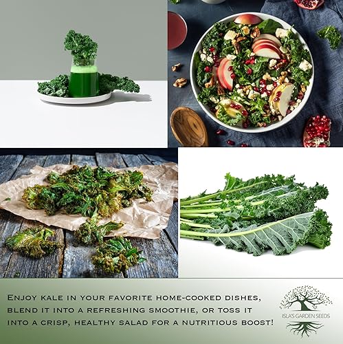 Miniatura 6 de Semillas de col rizada siberiana enana para plantar, más de 500 semillas de reliquia y sin OMG por paquete, semillas de col rizada comestibles