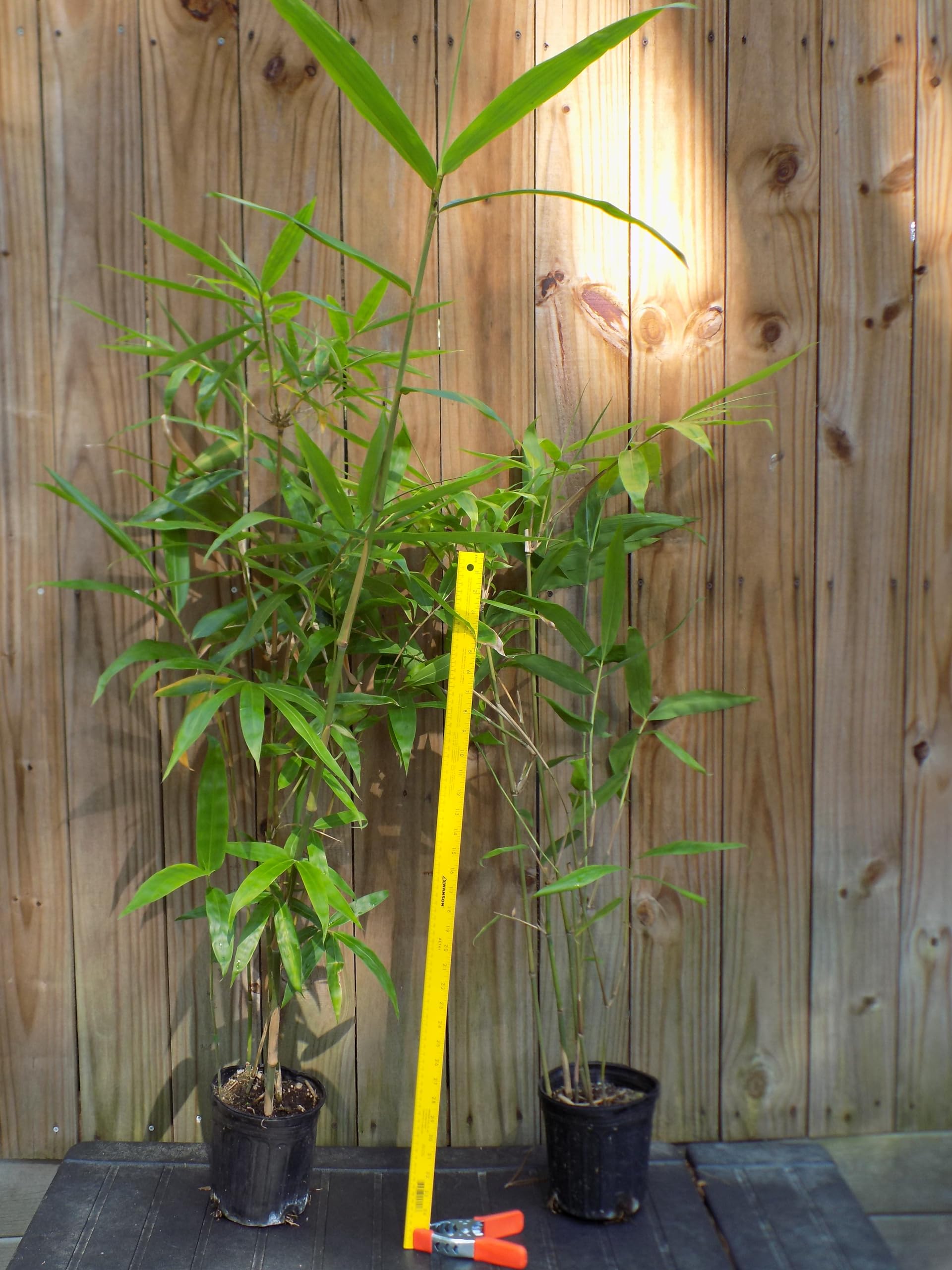 Amazon.com : Angel Mist The Ghost - White Bamboo - Dendrocalamus Minor - 1  Gallon Size Plant : Patio, Lawn & Garden