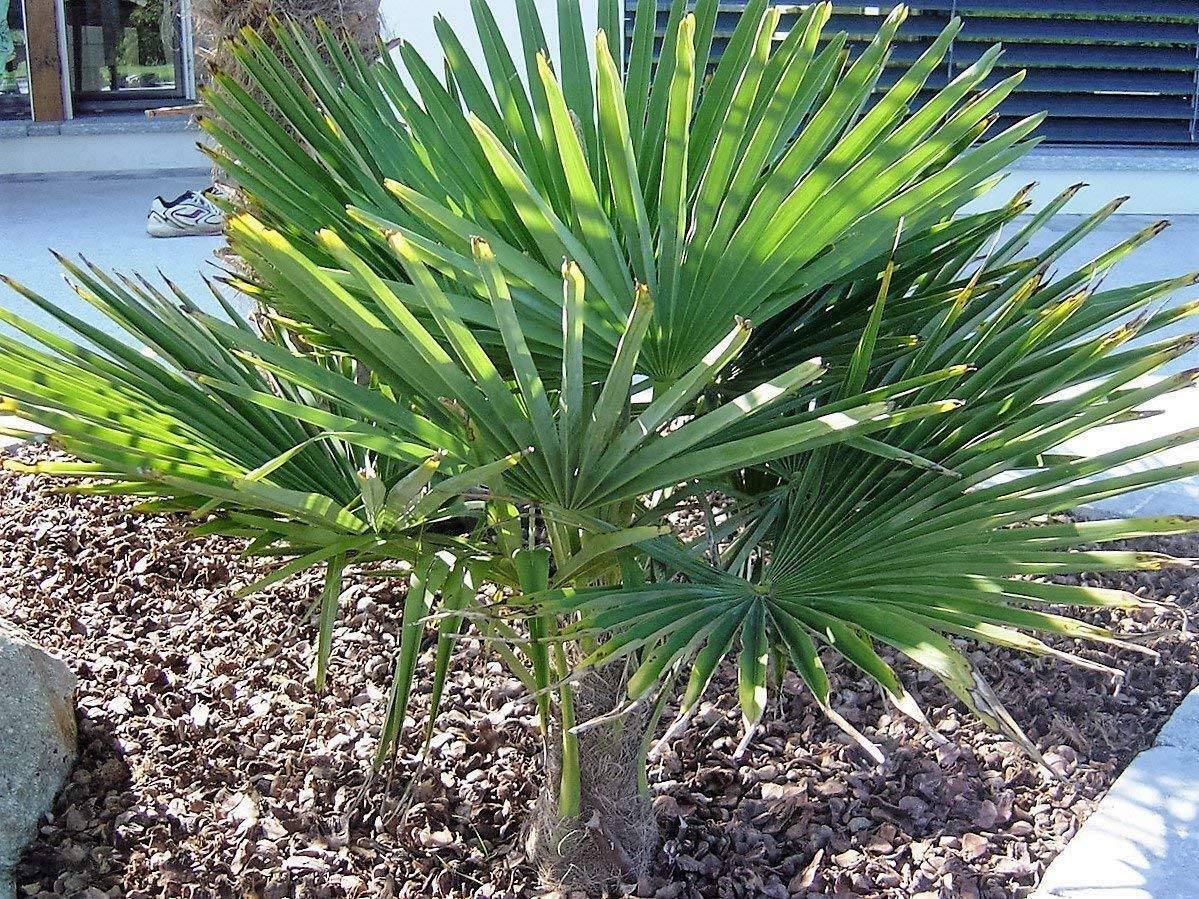 RARITÄT Frostharte Hanfpalme Trachycarpus Ukhrulensis Größe bis 100 cm. aus dem Gebirge von Manipur bis - 20 Grad