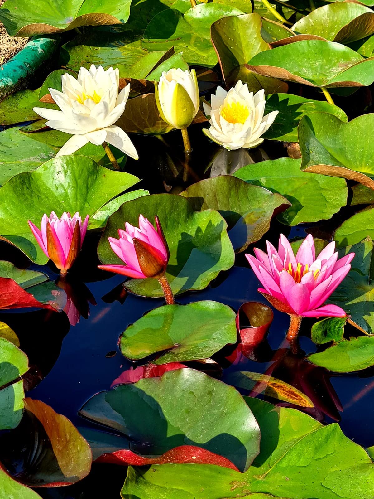 Pianta di Ninfea Rosa con vaso, da inserire in laghetti o stagni Fioritura da maggio ad ottobre
