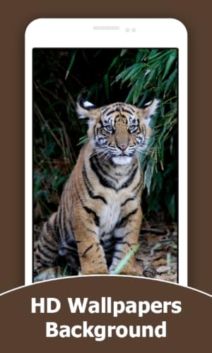 Tiger Wallpapers