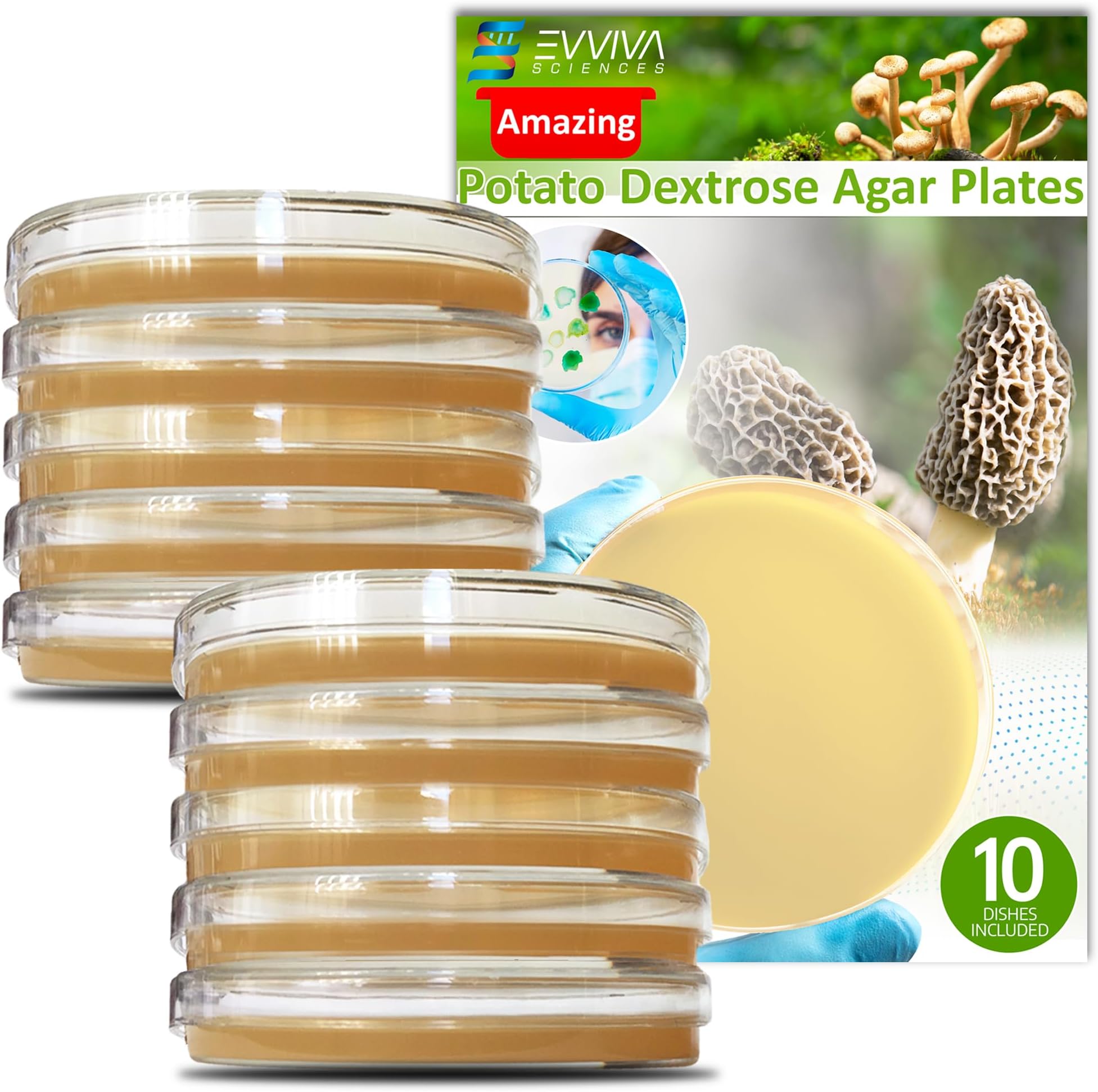 Potato Dextrose Agar Plates - Evviva Sciences - Prepoured Potato Dextrose Agar PDA Petri Dishes - Excellent Growth Medium - Great for Mushrooms & Science Fair Projects