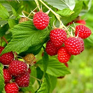 Amazon.com : 200+ Red Raspberry Seeds for Planting Red Raspberry Sweet ...
