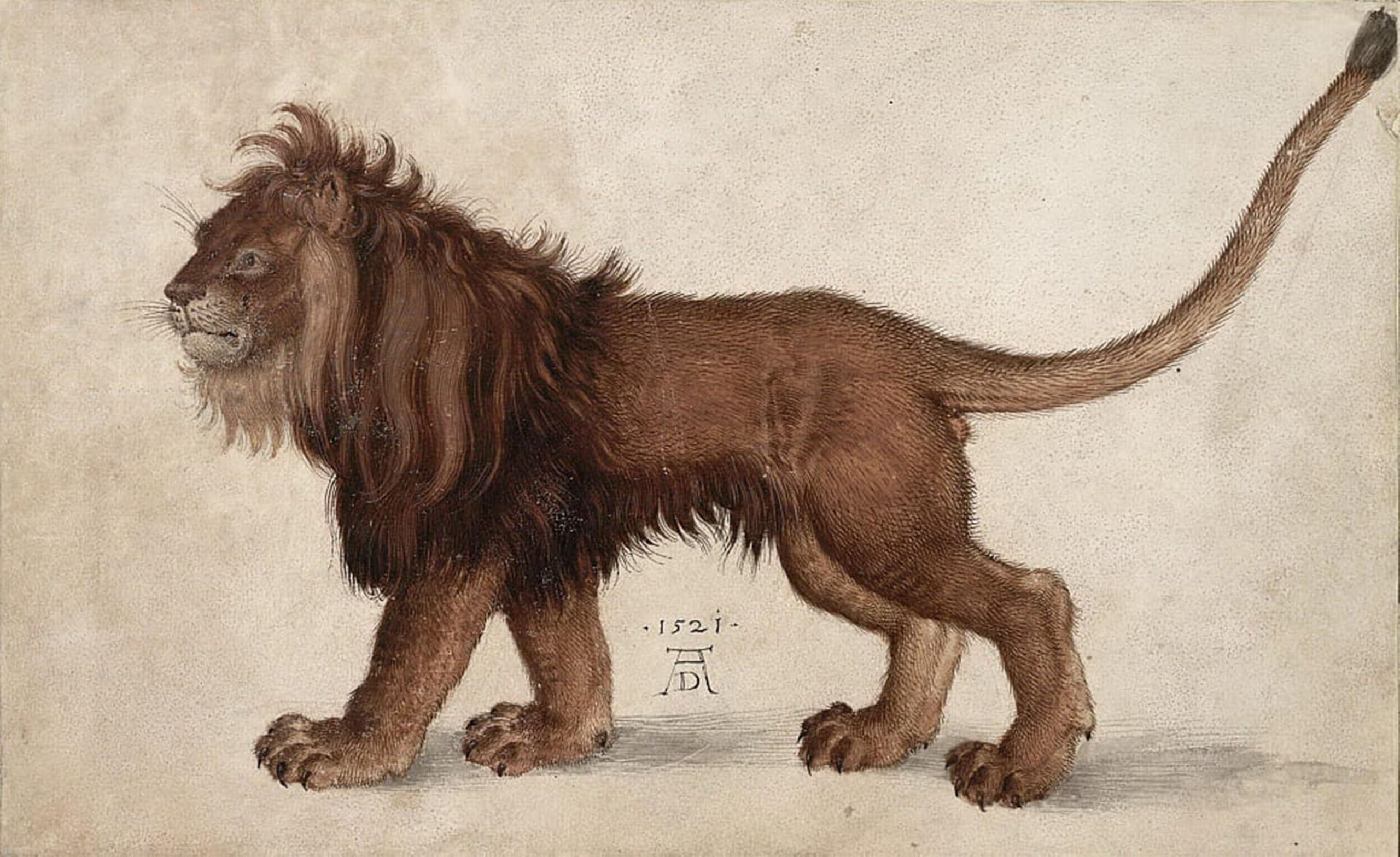ARTXLXXBN Famous Painting Canvas Artwork Graffiti Print Lion by Albrecht Dürer Portrait Canvas Image for Home Decor 60x90cm