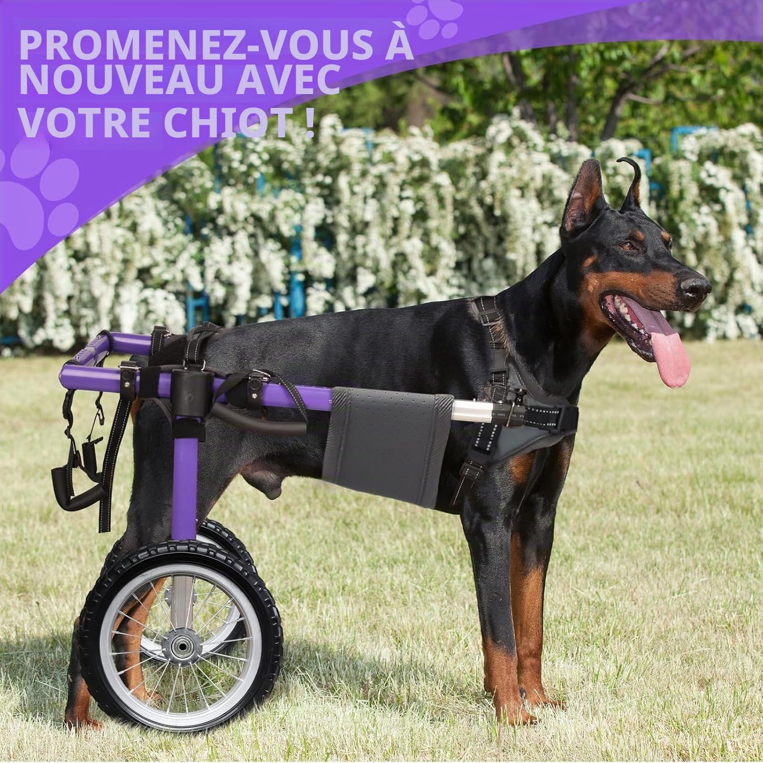 Fauteuil roulant pour chien pour pattes arrière - Fauteuil roulant pour chien