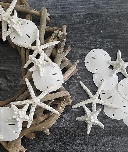 Miniatura 2 de Tumbler Home Estrellas de mar y dólares de arena (12 piezas)  Estrella de mar de 6 dedos (4 a 6 pulgadas) y 6 dólares de arena (3 a 3.5 pulgadas)