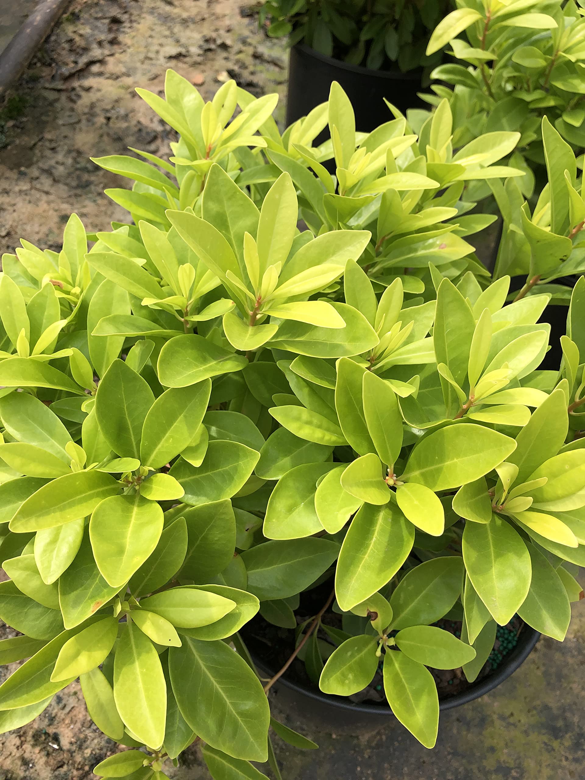 Amazon.com : Illicium 'Florida Sunshine' (3 Gallon) : Patio, Lawn