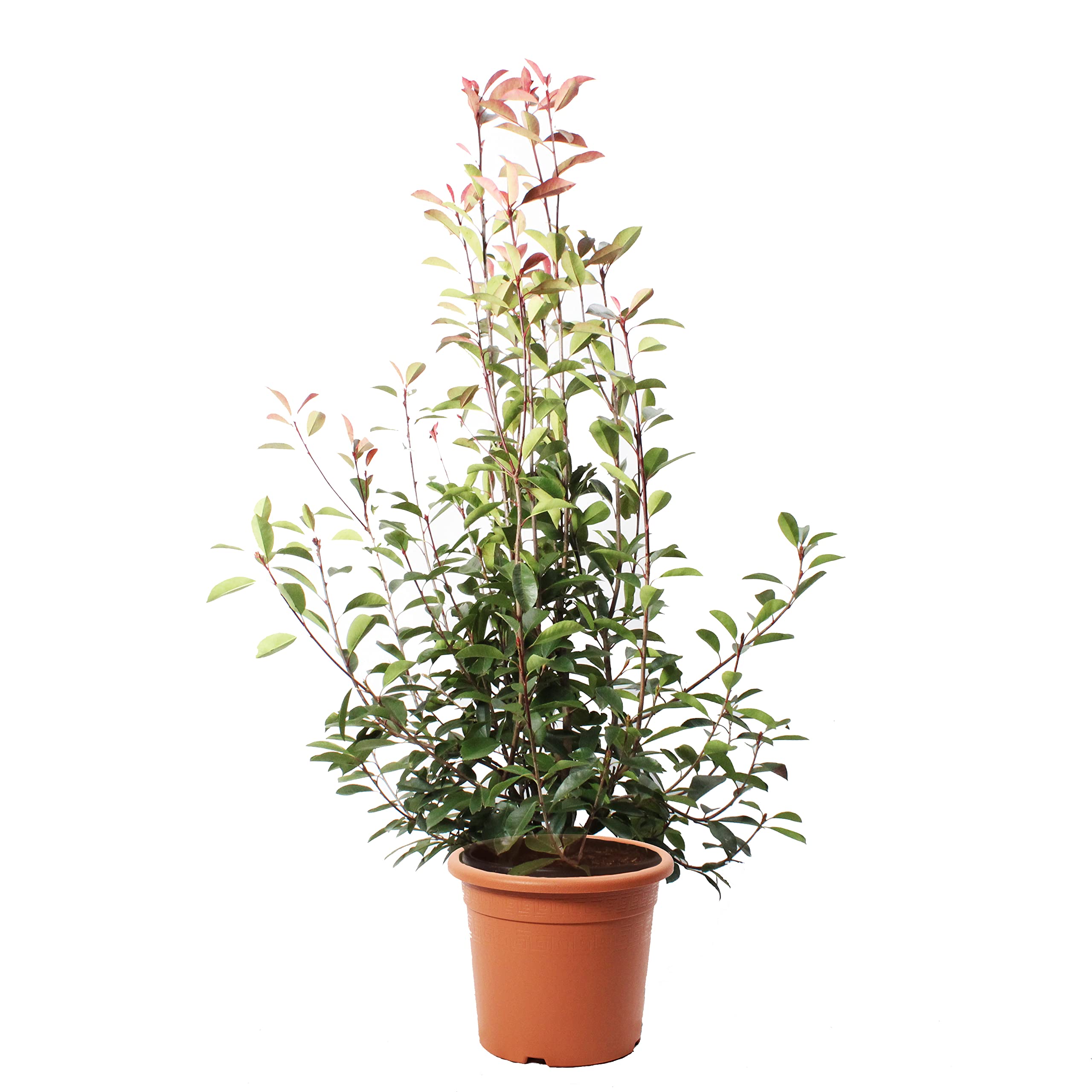 KENTIS - Photinia × Fraseri Red Robin - Wiecznie zielone rośliny żywopłotowe - Prawdziwe Rośliny ogrodowe - wys. 150-175 cm Doniczka do uprawy Ø 30 cm