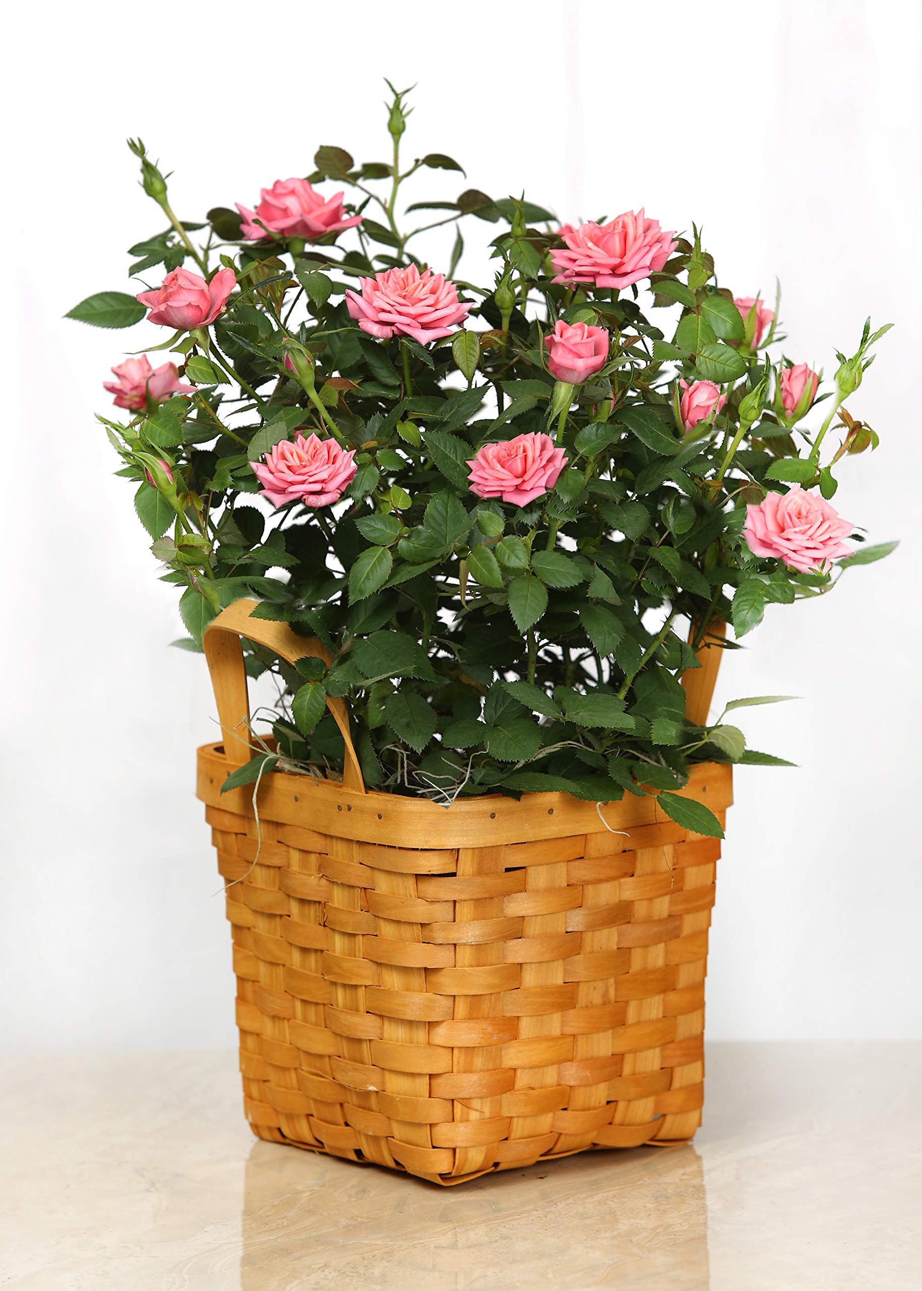 Live 4 inch Mini Pink Rose Bush in Square Wicker Gift Basket- 4 Inch Indoor Plant