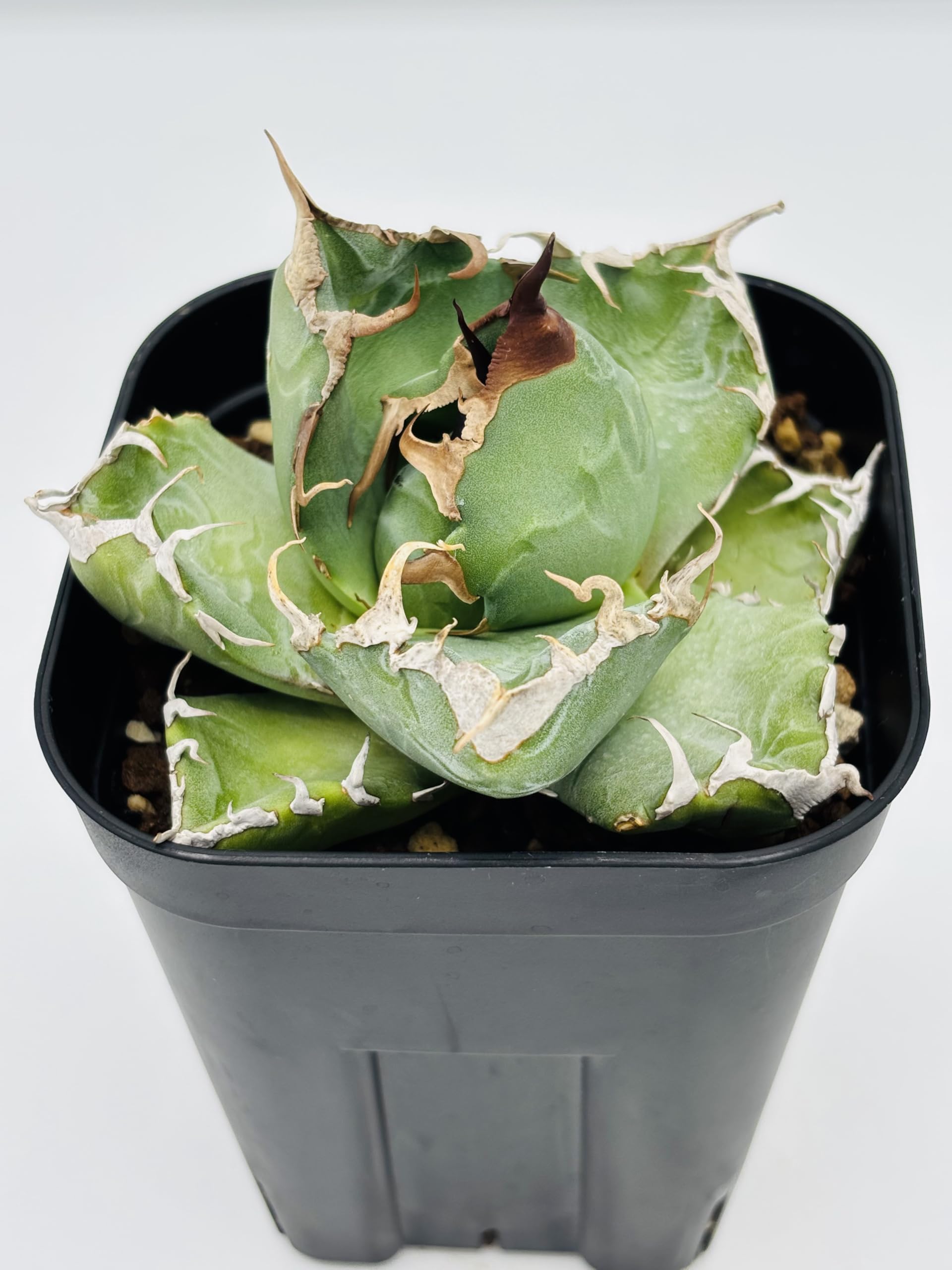 Amazon｜アガベ チタノタ 魔丸(ママル) / Agave titanota 'Mamaru