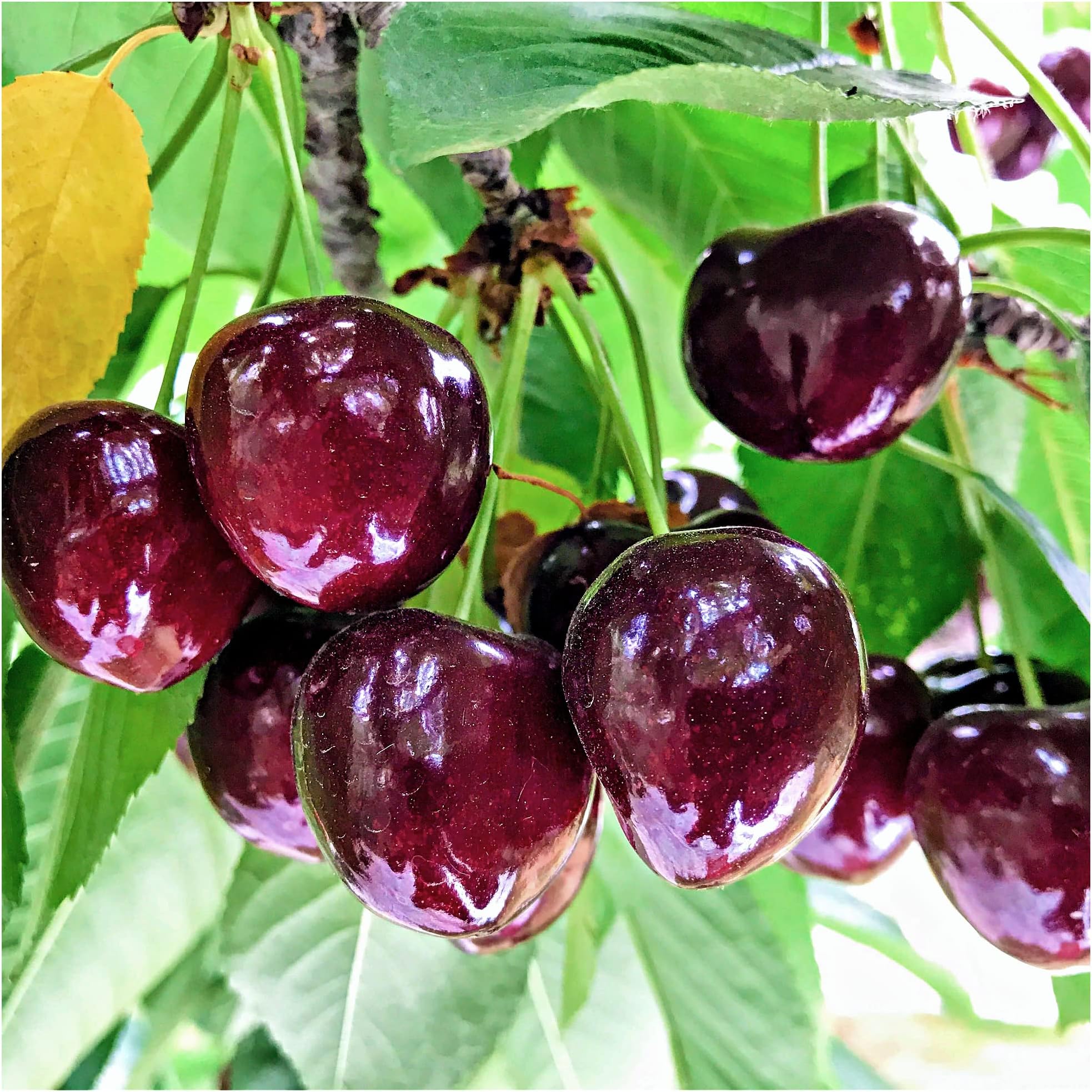 'Sunburst' Cherry Tree 4-5ft Self-Fertile with Big Dark Cherries Ready to Fruit 3fatpigs®