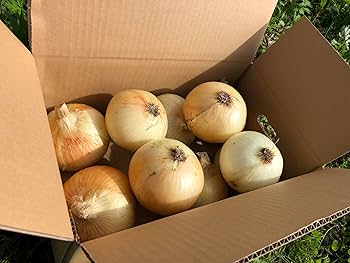 たまねぎ　5個 Amazon.co.jp: カツラギ農園 淡路島産 玉ねぎ5kg 【L～Mサイズ