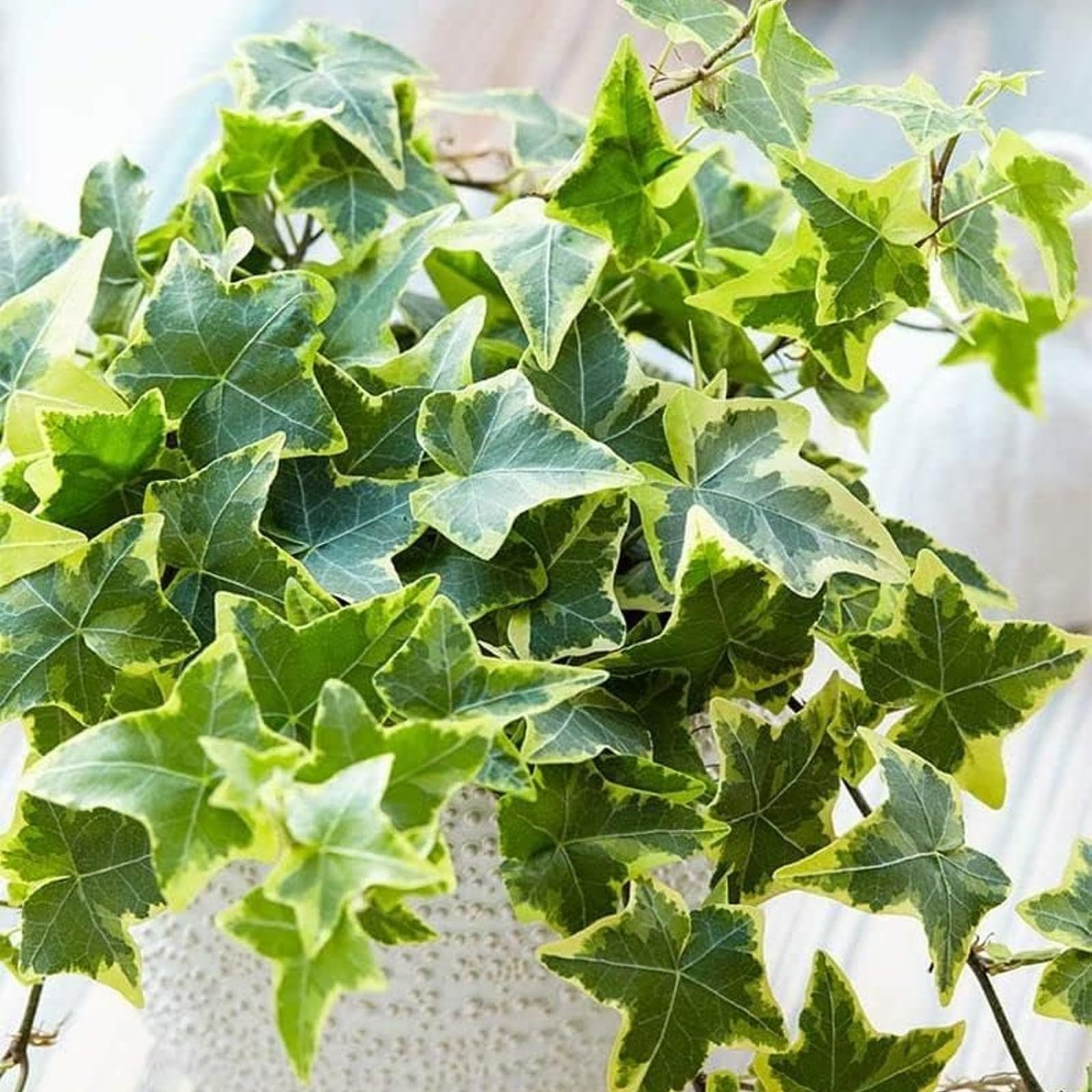 Carbeth Plants - Indoor Plants - Build Your Own Houseplant Collection - 7cm to 9cm Pots - Goldchild Ivy - Hedera Helix Plant in 9cm Pot โ image 1