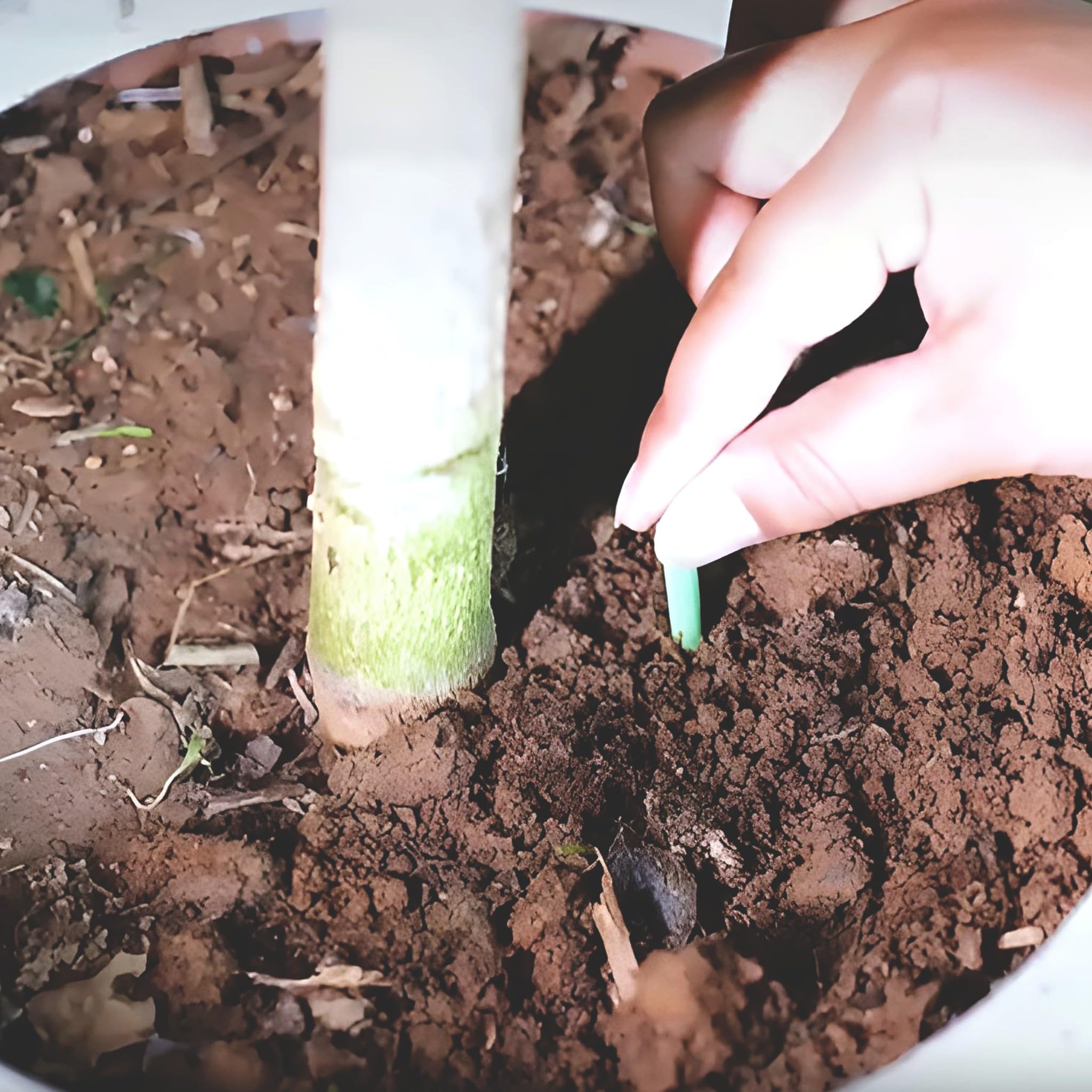 Bricoloco Barritas de Abono Fertilizante de flores de barra nutritiva de liberación lenta, para plantas verdes, frutes, vegetales. Palitos para planta Con Magnesio, Urea y micronutrientes (240)