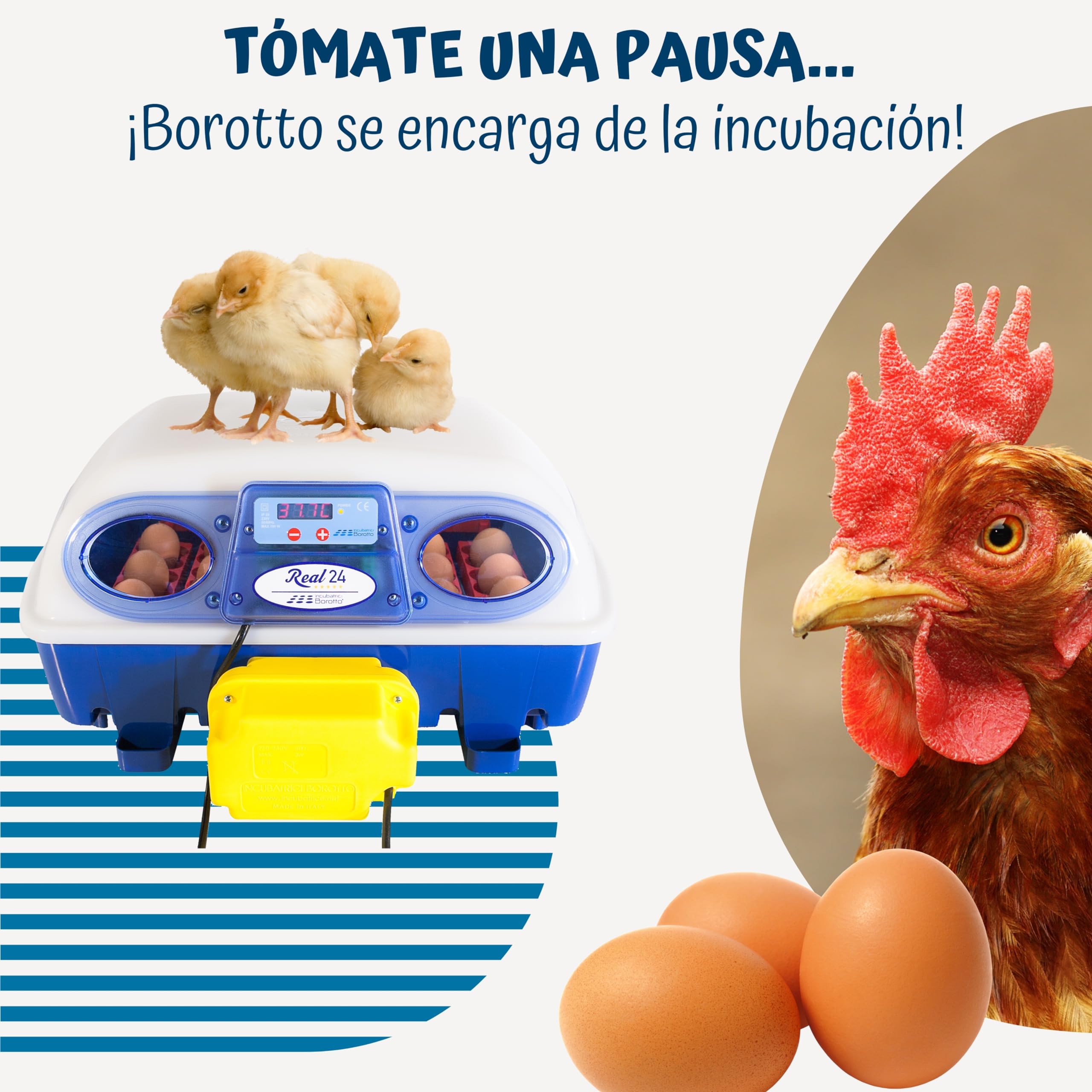 Borotto Real 24 | Incubadora de Huevos Automática Profesional Patentada para 24 Huevos o 96 Pequeños con Volteador de Huevos Automático y Control de Temperatura | Made in Italy