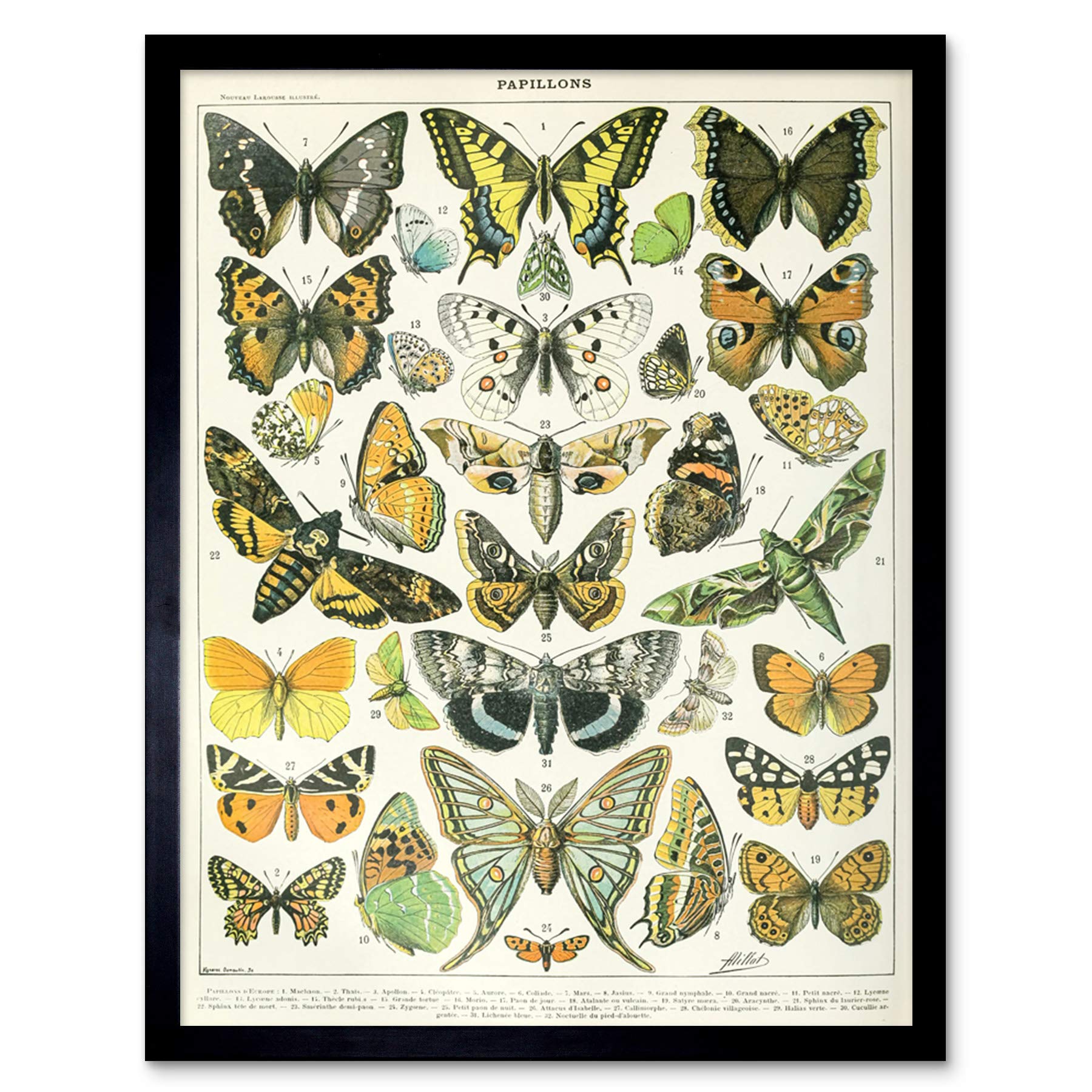 Artery8 Millot Encyclopedia Butterflies Moths Framed Art Print 12x16"