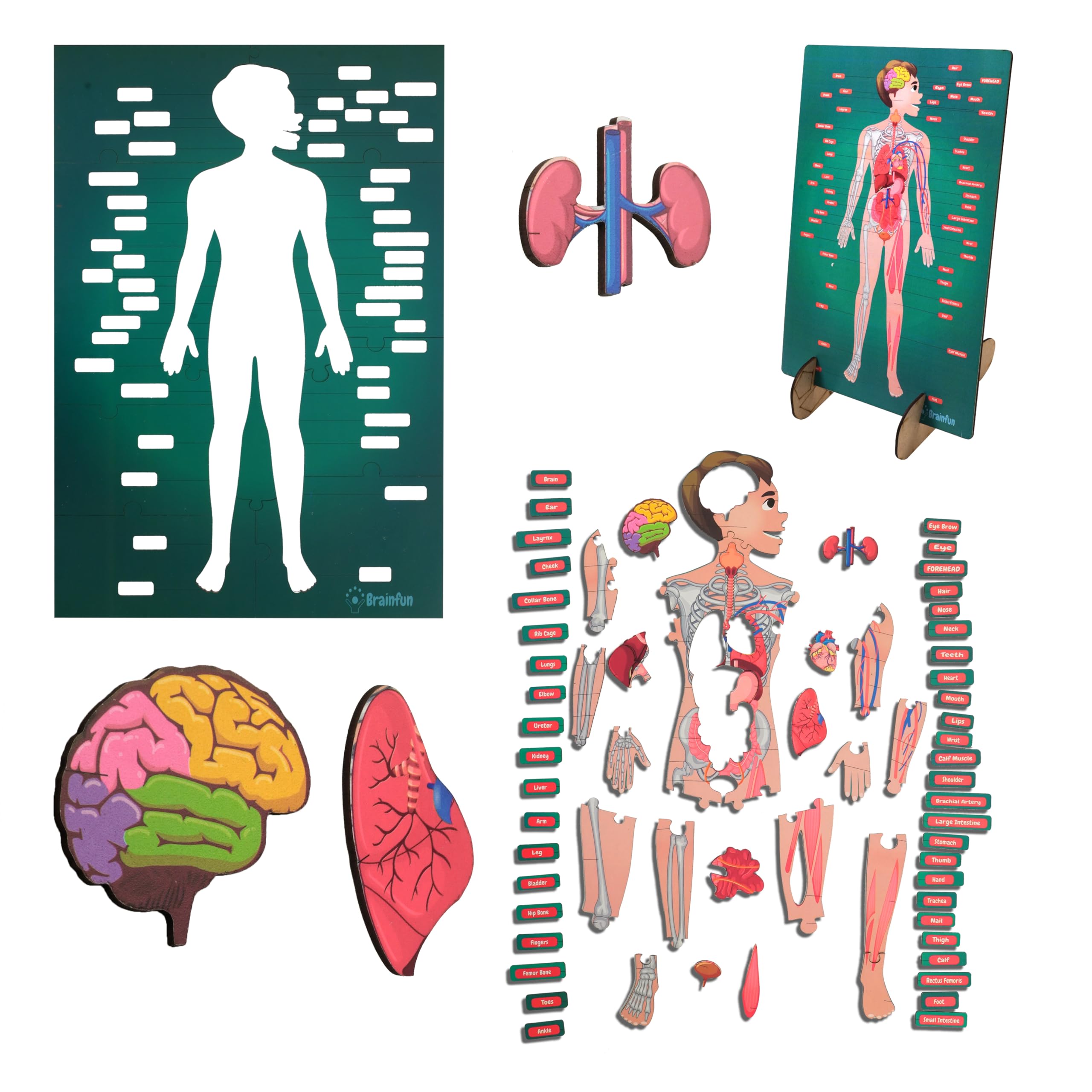 Buy Lefan Human Body Parts Puzzle for Kids Anatomy Body Part Learn