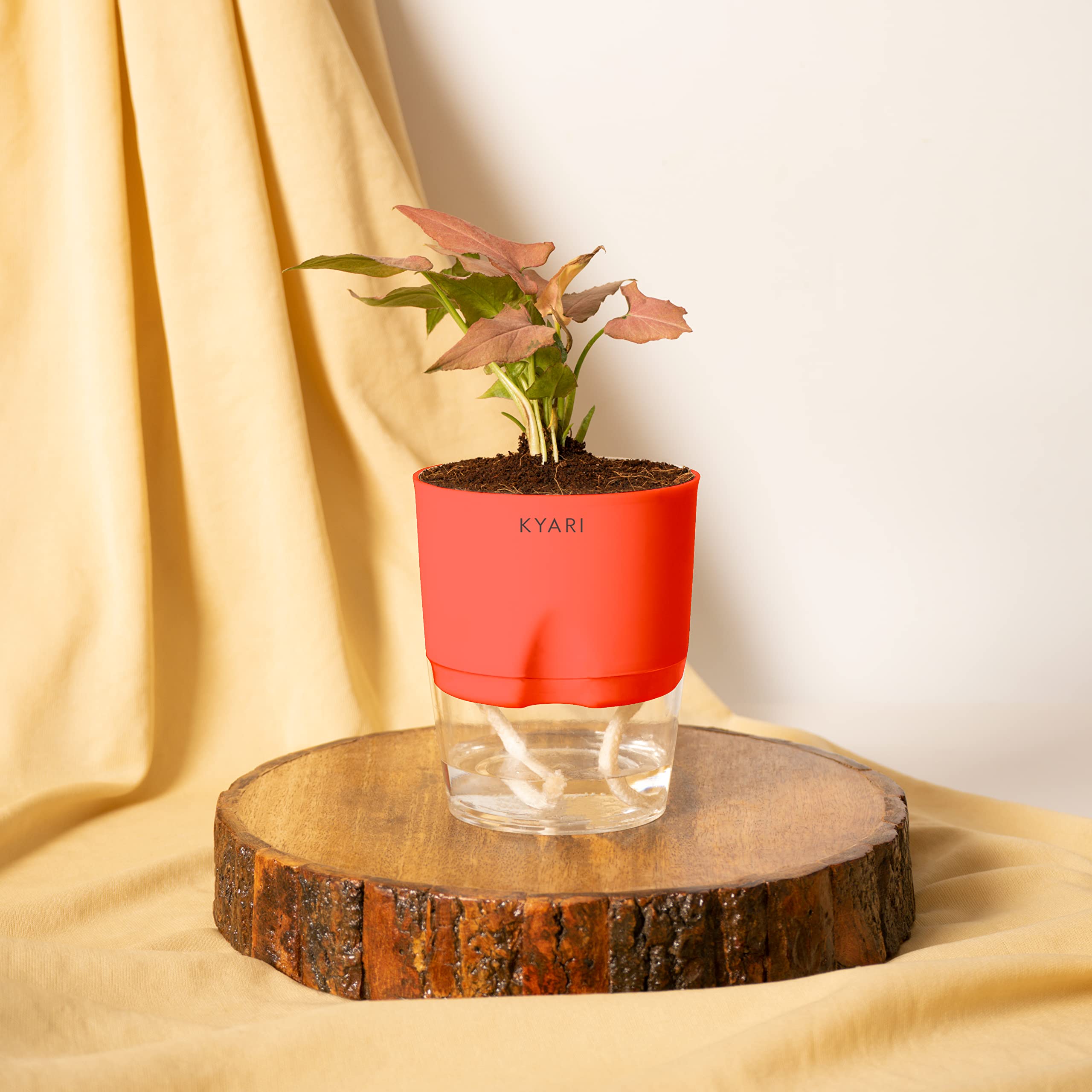 KYARI Syngonium Pink Indoor Plants for Living Room | Live Plants | Plants with Red Pot for Home | Air purifier plants | Plants for Home Decor | Plants for garden | Indoor Plants for bedroom