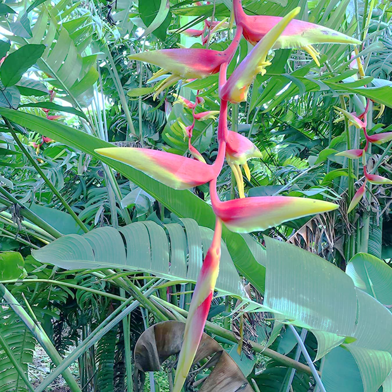 Live HELICONIA TEMPTRESS Rhizome – Exotic Tropical Plant For Your Garden