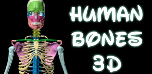 Bones Human 3D (anatomy)