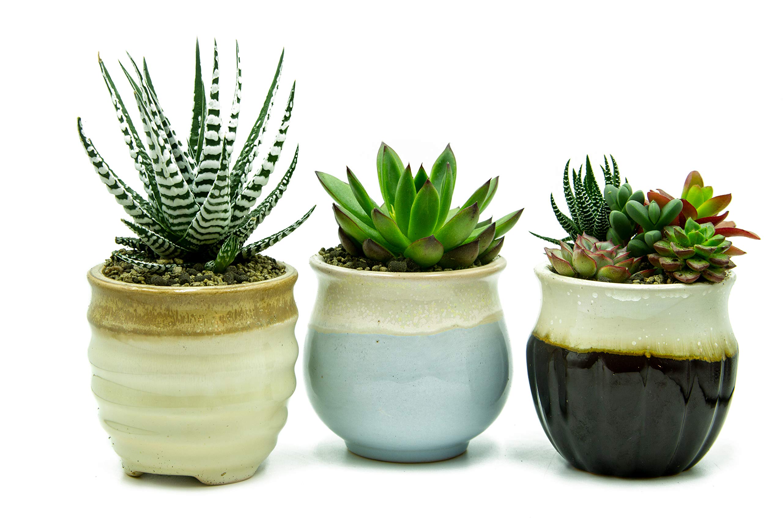 Matty's Garden Large Ceramic Succulent Planters Set of 3 | 3.5 Inch Flowing Glaze Porcelain Cactus Pots with Drainage Hole