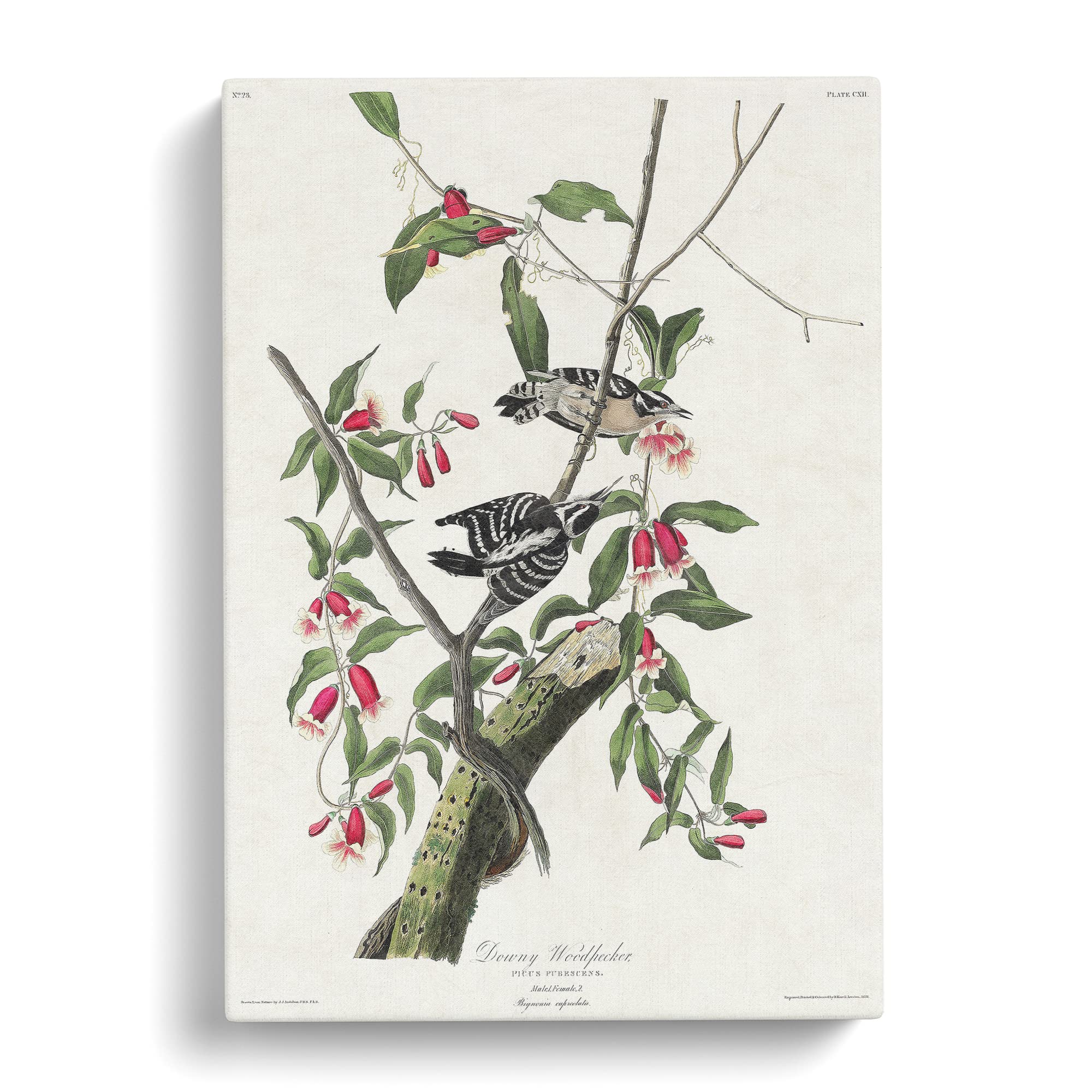 Downy Woodpeckers By John James Audubon Canvas Print, Mixed, 25L x 50W cm - Image 2