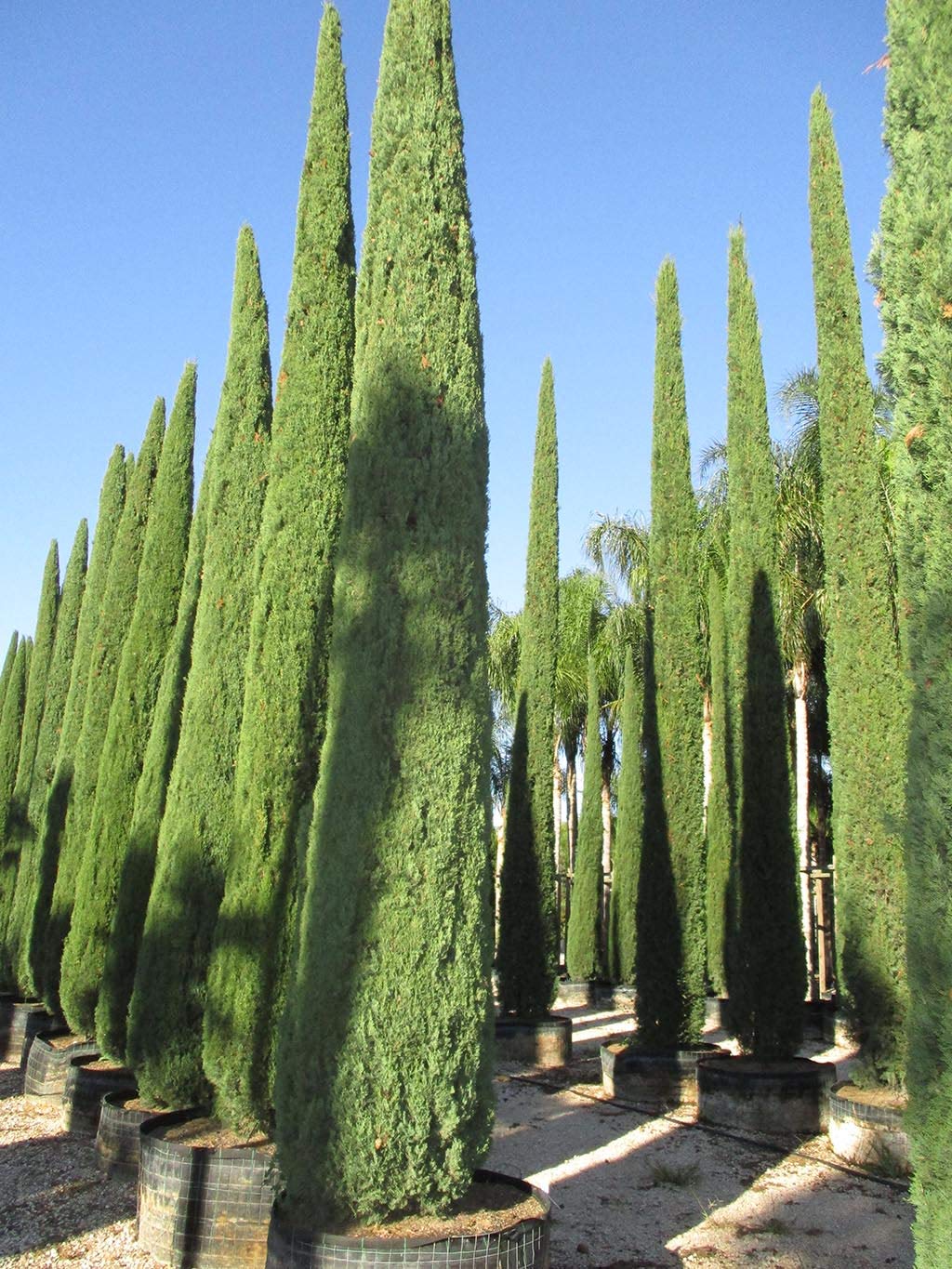 100 Semillas Ciprés Mediterráneo (Cupressus Sempervirens Pyramidalis) Verde