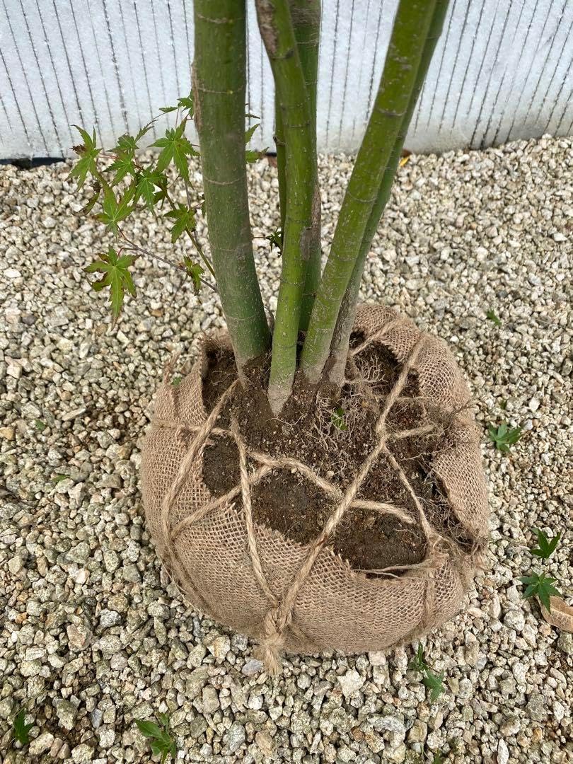 イロハモミジ 株立ち 樹高H1.6m イロハモミジ 株立 樹高 H:2000mm