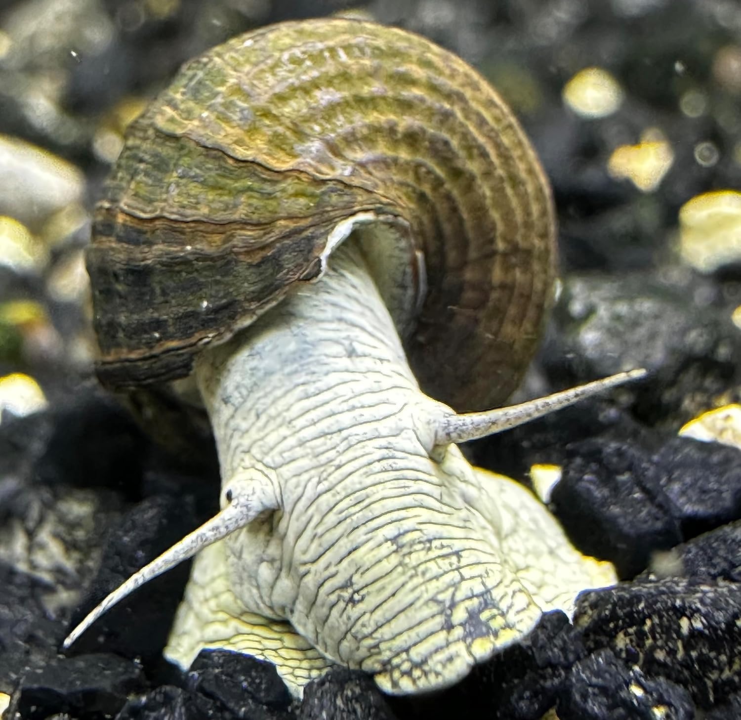 Rabbit Snail (4 Pack) Tylomelania sp. Assorted Colors Freshwater Live Rabbit Snails