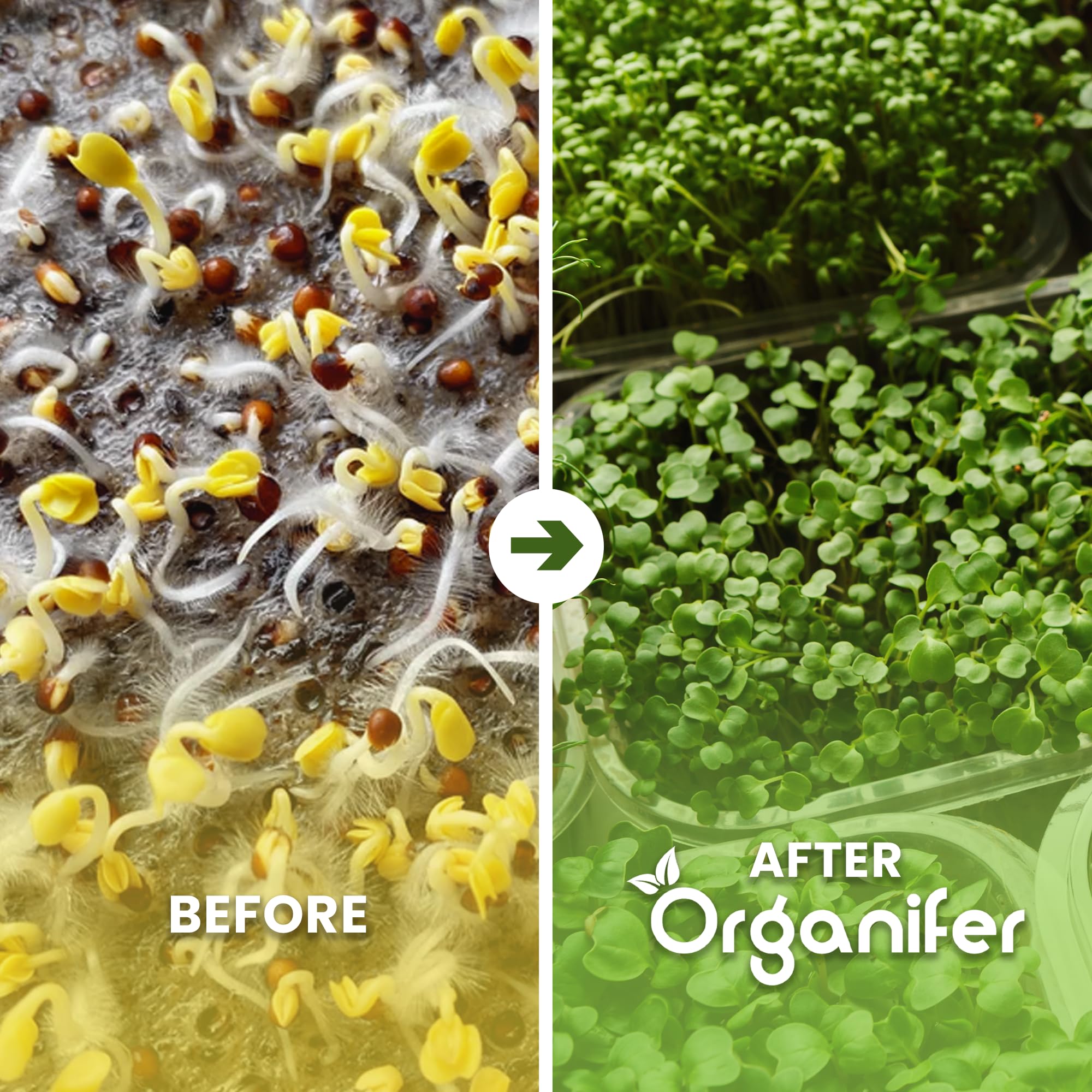 Paquete Microgreens (Babyleaf Y Micro Leaf) | Brotes - Semillas De Berros - Semillas De Huerta - Semillas De Lechuga - Semillas De Rábano - 12 Variedades - Organifer