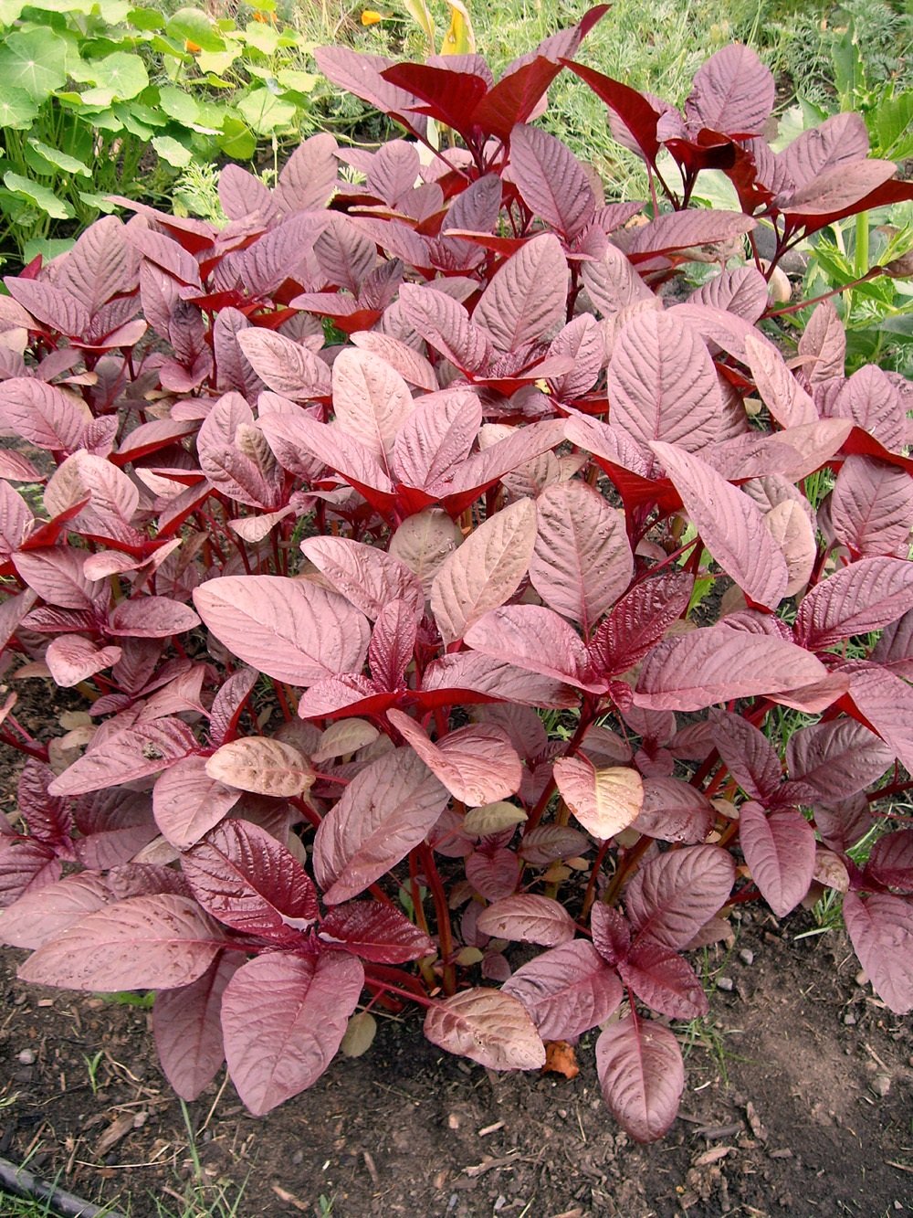MallKerala Hybrid High Yield Rich Red Amaranthus Spinach Seeds for