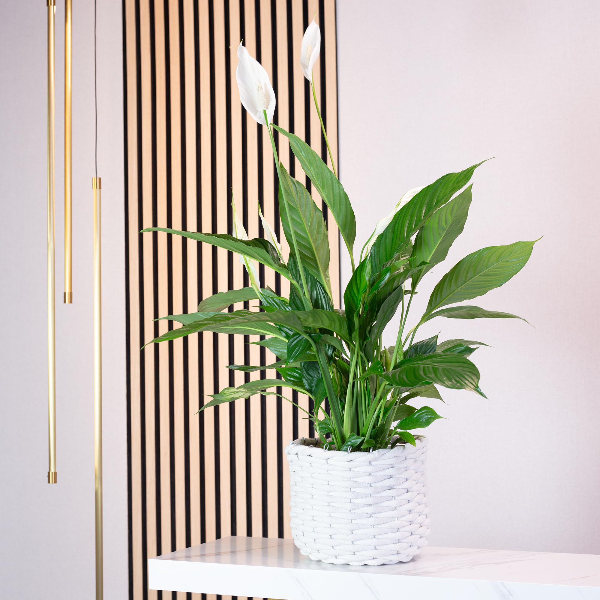 Une feuille avec 4-8 fleurs/bourgeons – véritable plante d’intérieur, spathiphyllum – hauteur env. 70 cm, diamètre du pot 17 cm