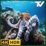 Acuario Pulpo Elegante: Vistas Profundas del Océano con Música de Piano Agradable