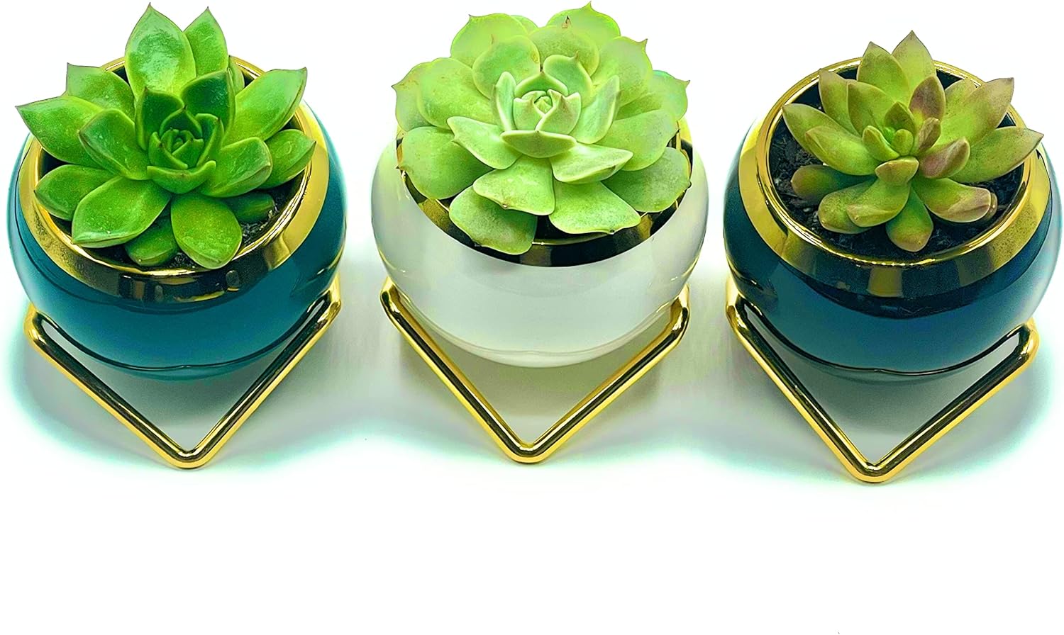 Meela Small Succulent Planter Pots Porcelain Ceramic with Gold Trims and ands (Set of 3) Modern Derative White, Green, Black Planter Pots (Plants Not luded),3.14 hes