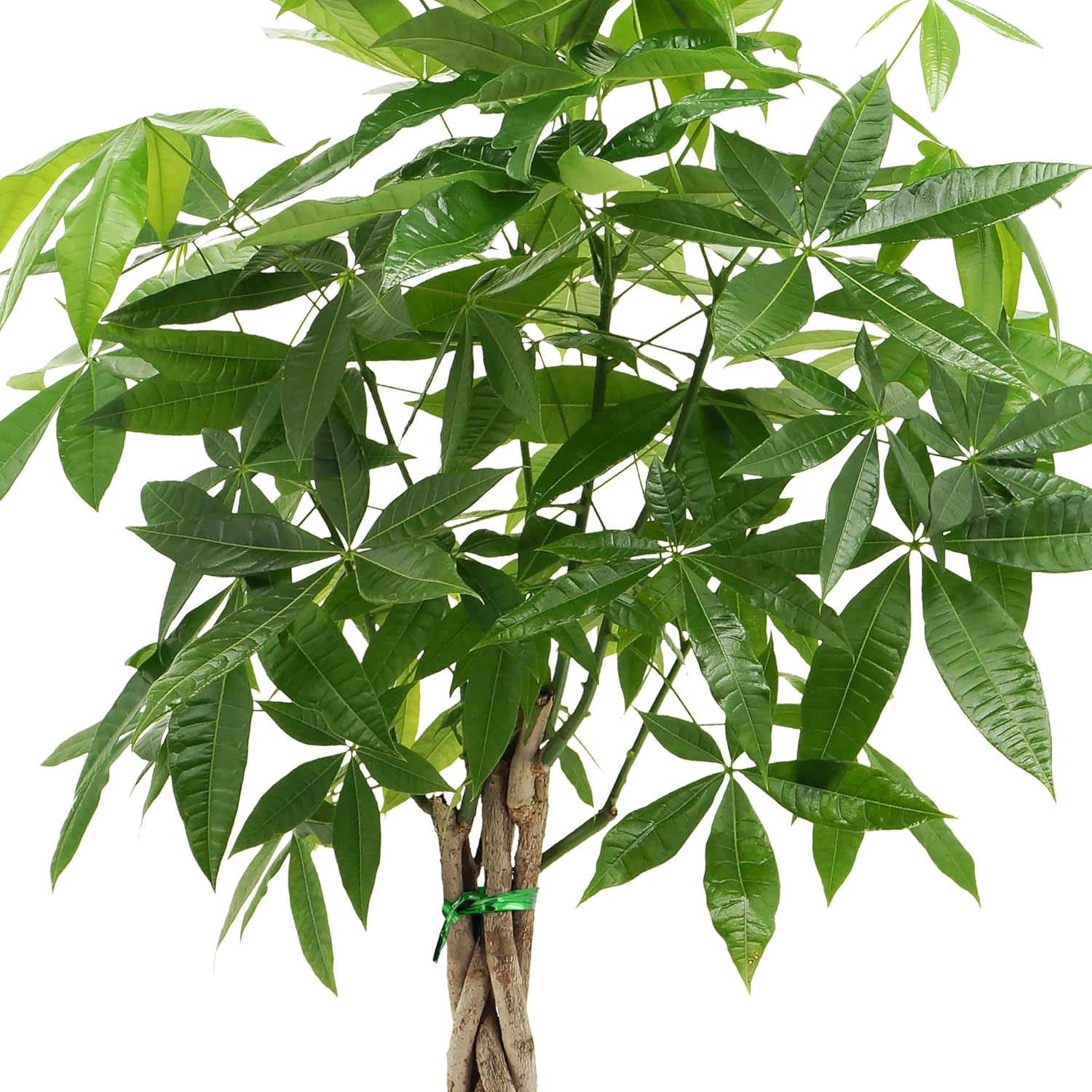 Pachira Aquatica Money Tree in Black Plastic Pot