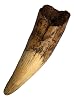 Spinosaurus Dinosaur Tooth Replica