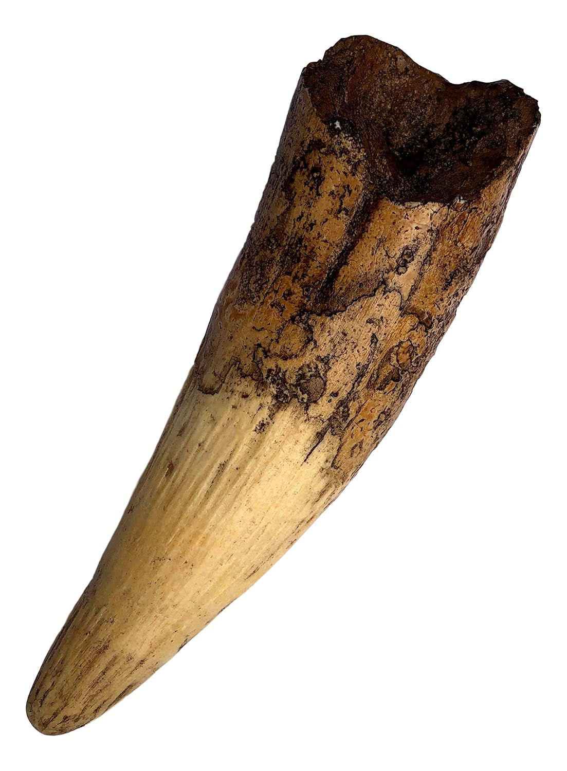 Spinosaurus Dinosaur Tooth Replica - 6.5" - Museum Quality Cast Fossil Specimen