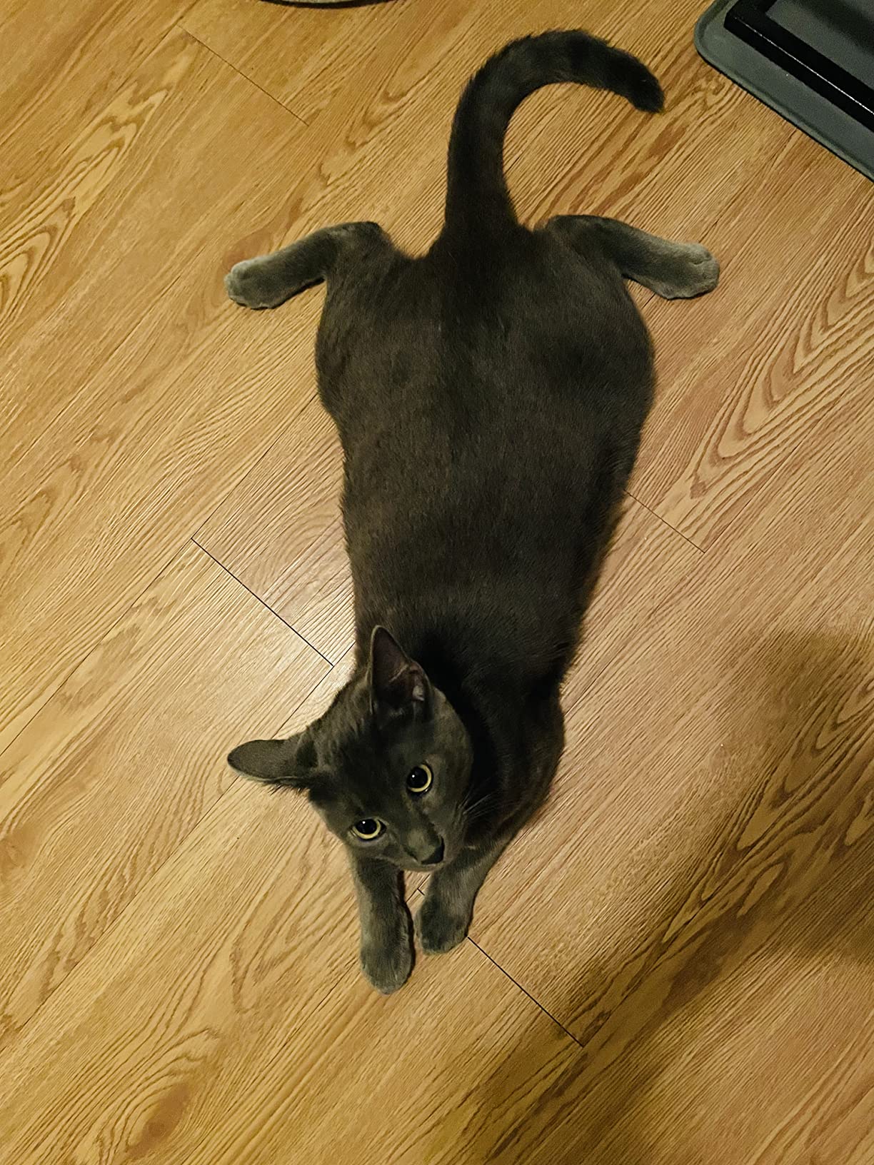 17/mo Finance Natural Balance Limited Ingredient Diet Salmon