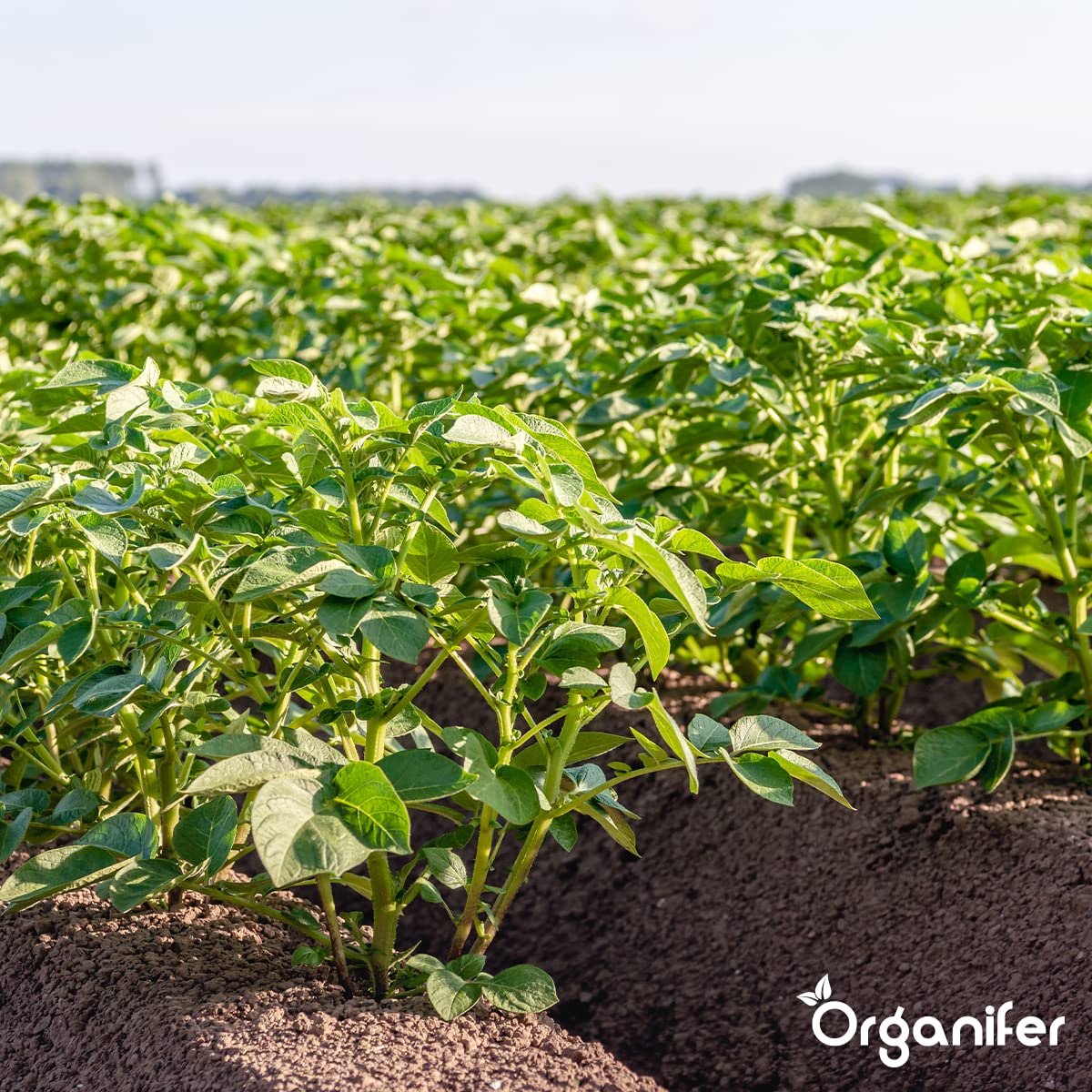 Phytophthora-Konzentrat - 1000 Ml Für 1000 M2 - Produkt Für Kartoffeln Und Tomaten - Pflanzenpflege - Gemüsedünger - Organifer