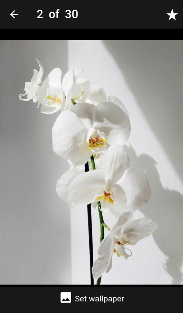 Natural Orchid Flower Wallpaper - App on Amazon Appstore