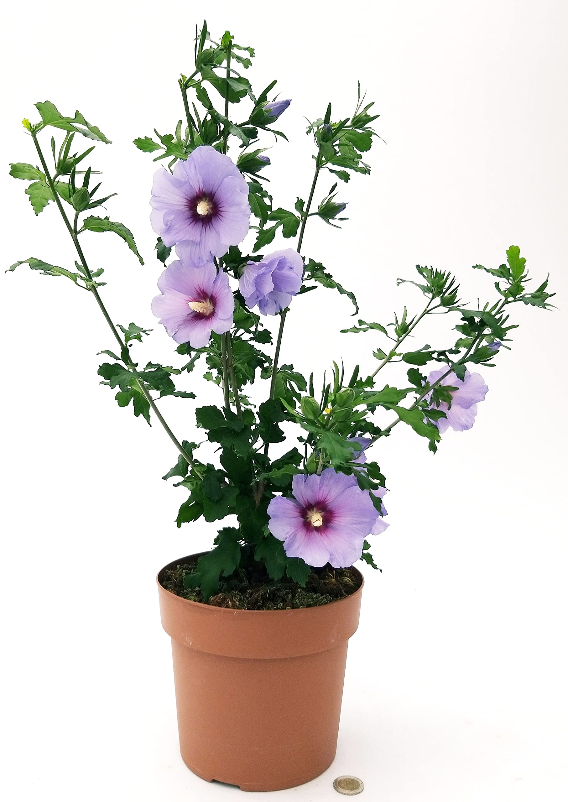 Hibiscus Syriacus Purple Ruffles - Pianta Vera Vaso 21cm
