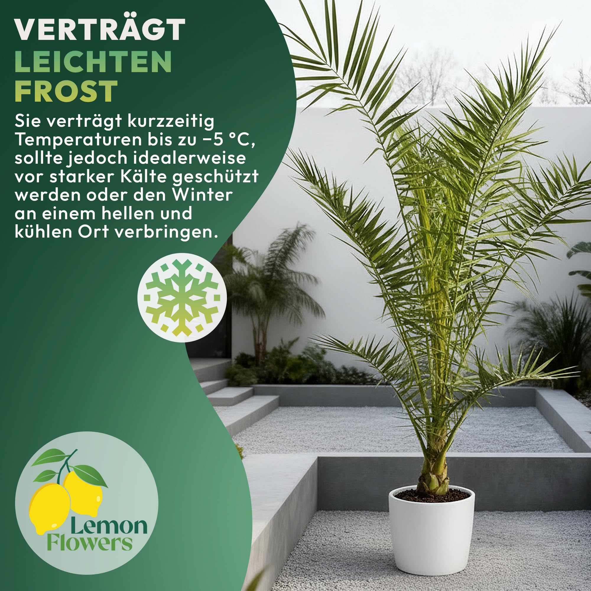 Lot de 2 Palmiers 140 cm Phoenix & Washingtonia – Palmier Naturelle